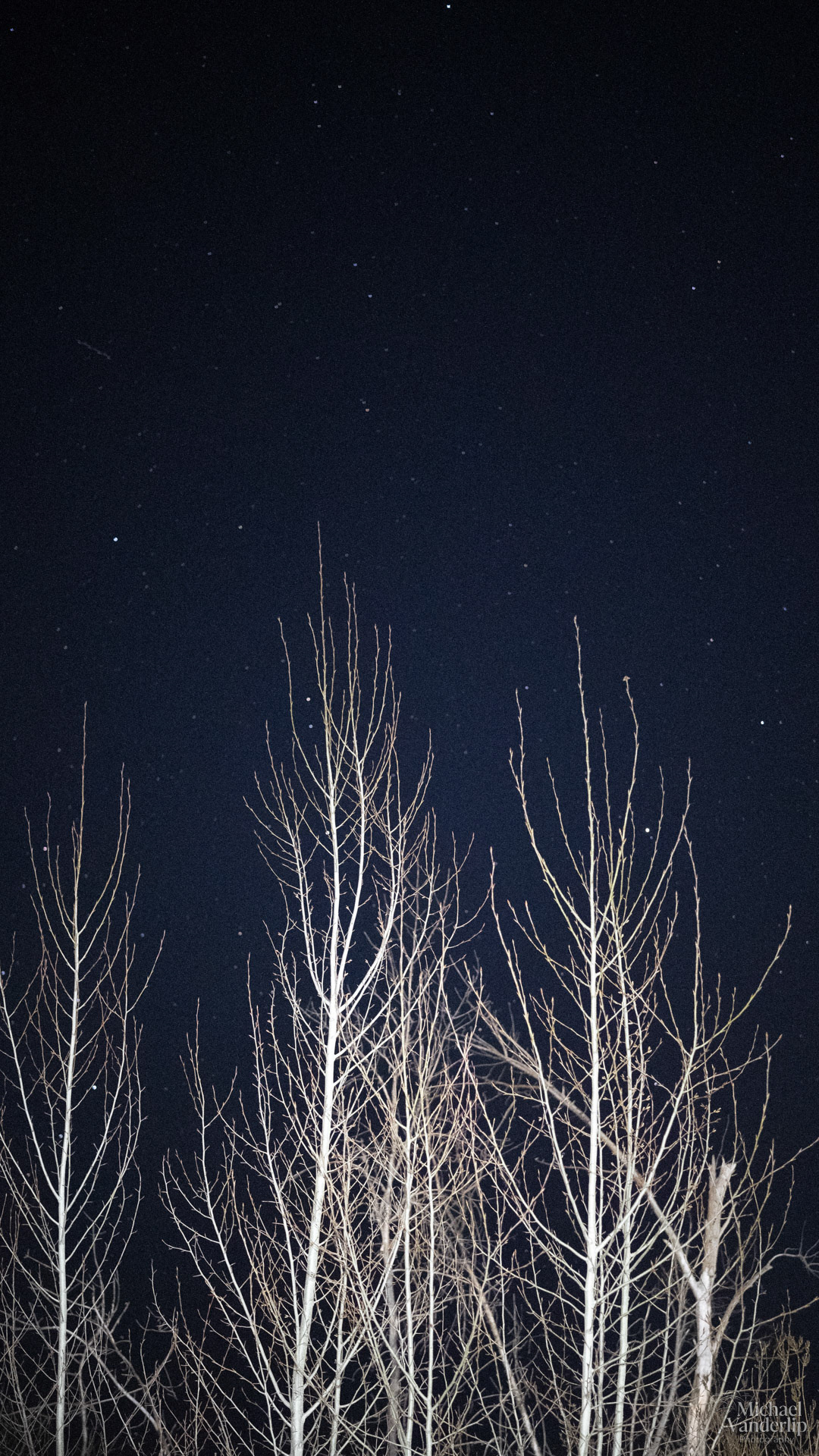 Trees at Night along the Bear Creek Greenway near Talent, Oregon.