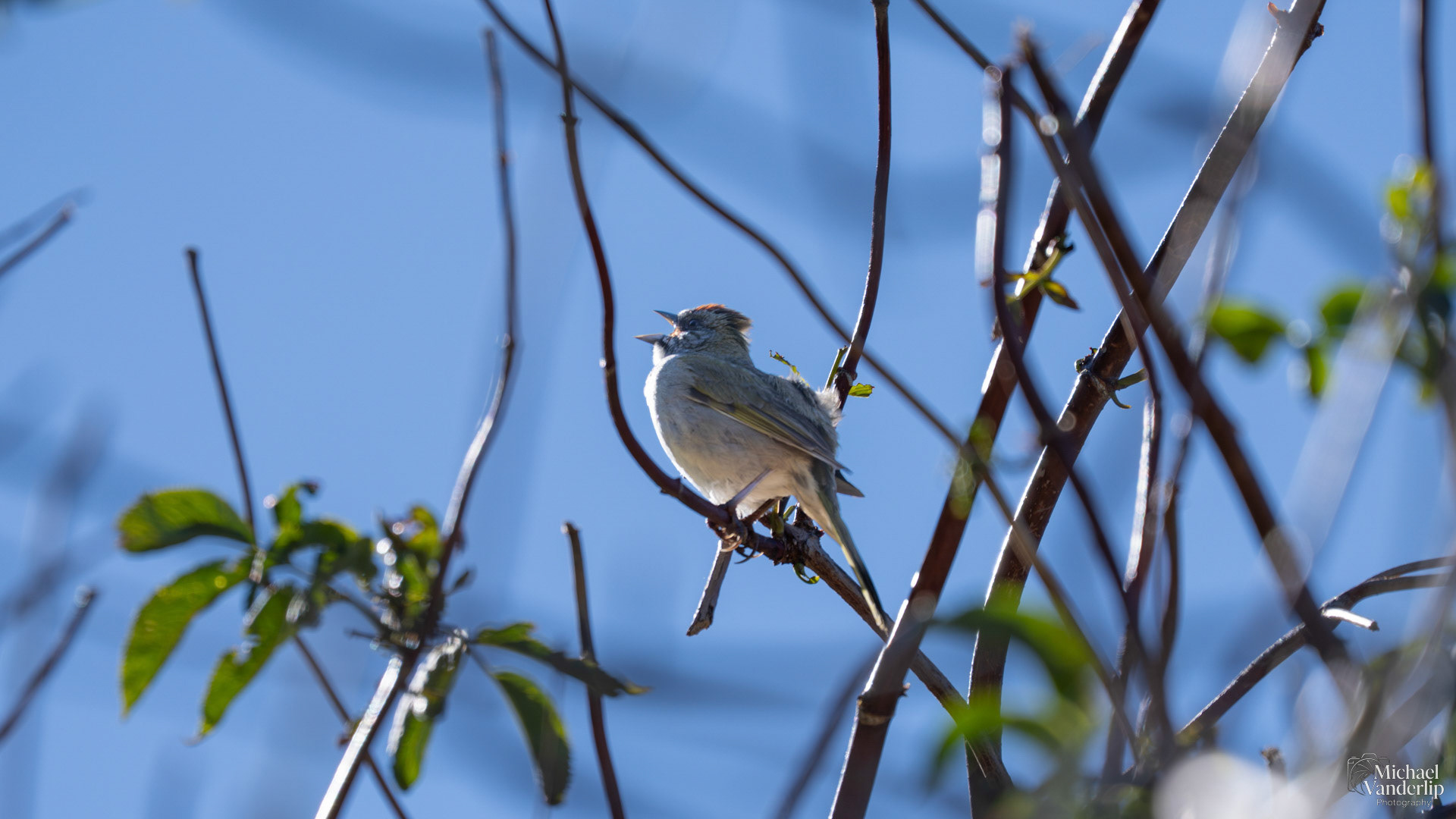 Green-Tailed Towhee along the Wagner Butte Trail near Talent, Oregon.