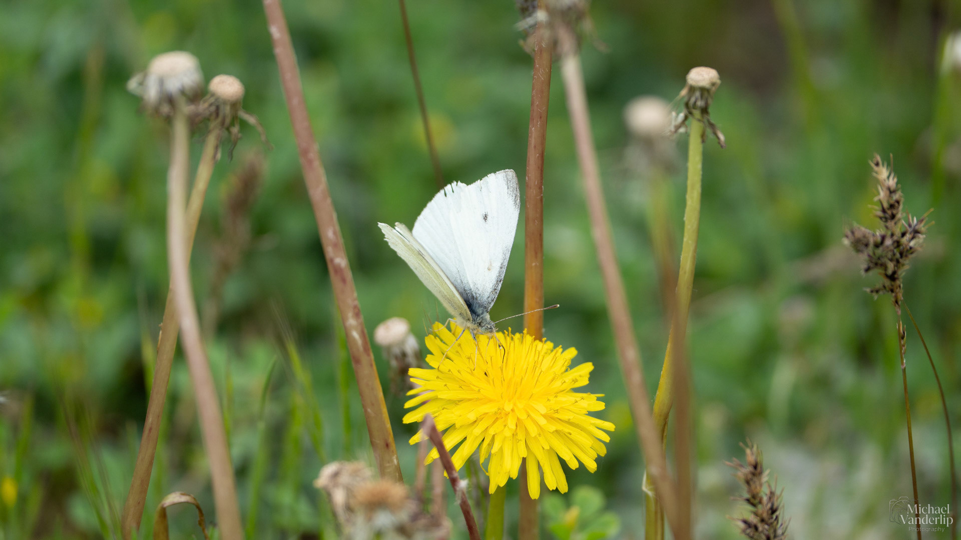 Cabbage White Butterfly along the Bear Creek Greenway near Talent, Oregon.