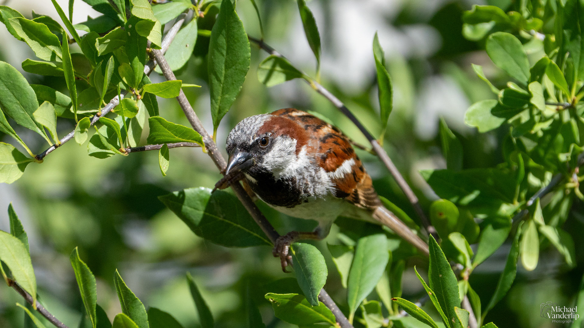 House Sparrow in Albuquerque, New Mexico.