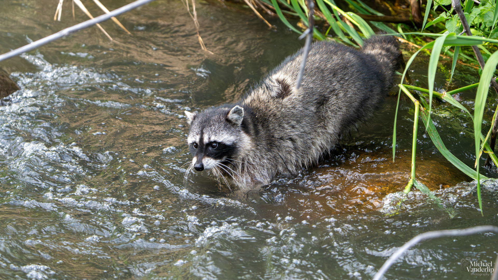 Racoon in the creek along the Bear Creek Greenway near Talent, Oregon.