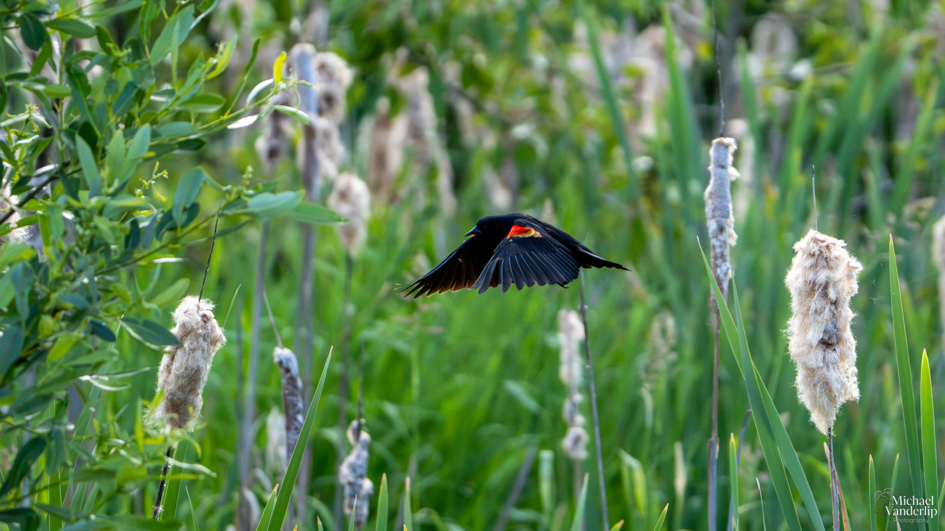 Red Winged Black Bird along the Bear Creek Greenway near Talent, Oregon.