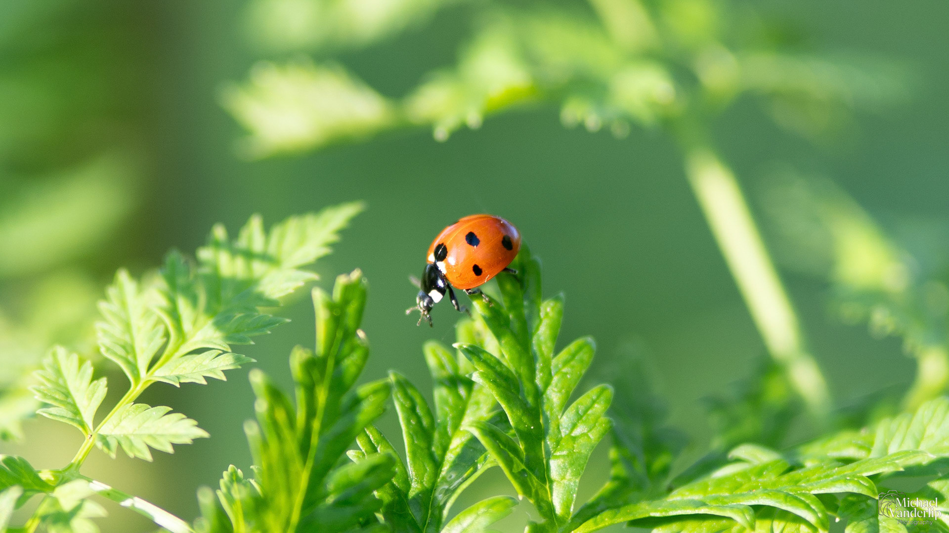 Lady Bug along the Bear Creek Greenway near Talent, Oregon.