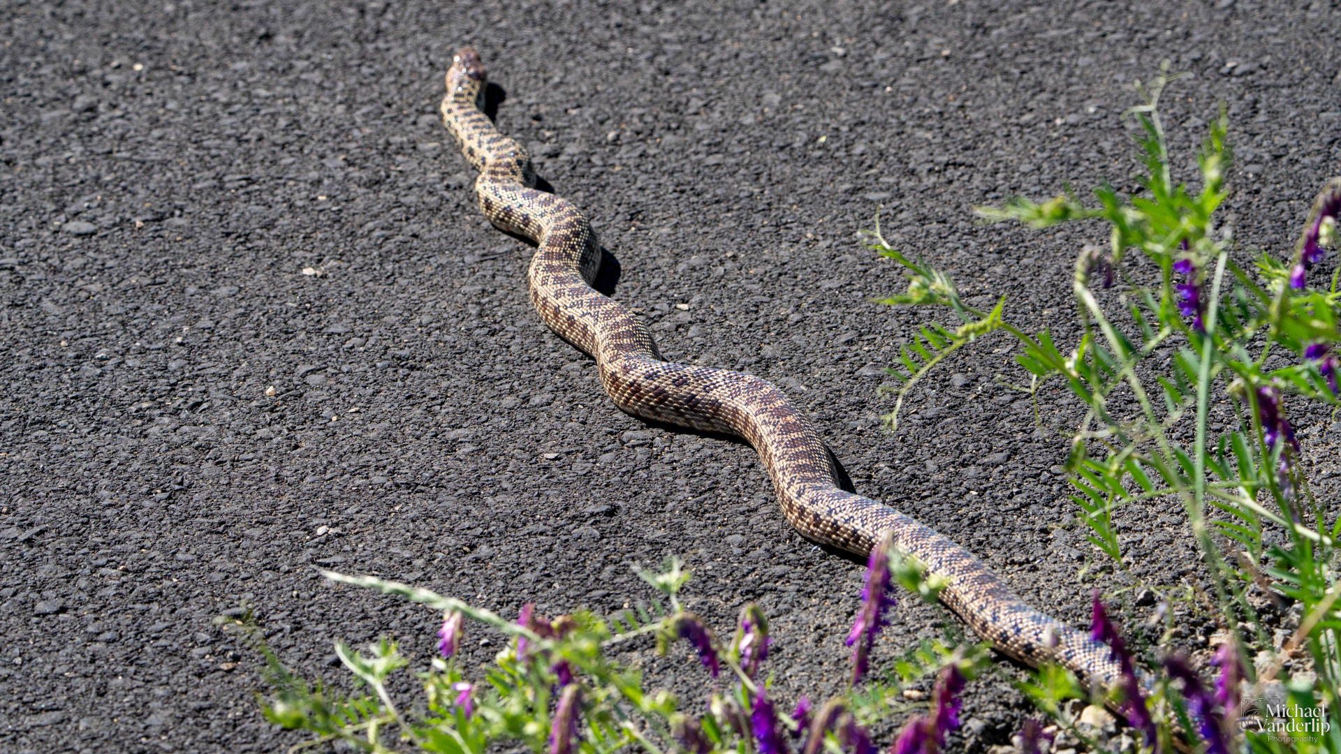 Gopher Snake on the Lower Table Rock Trail, Central Point, Oregon.