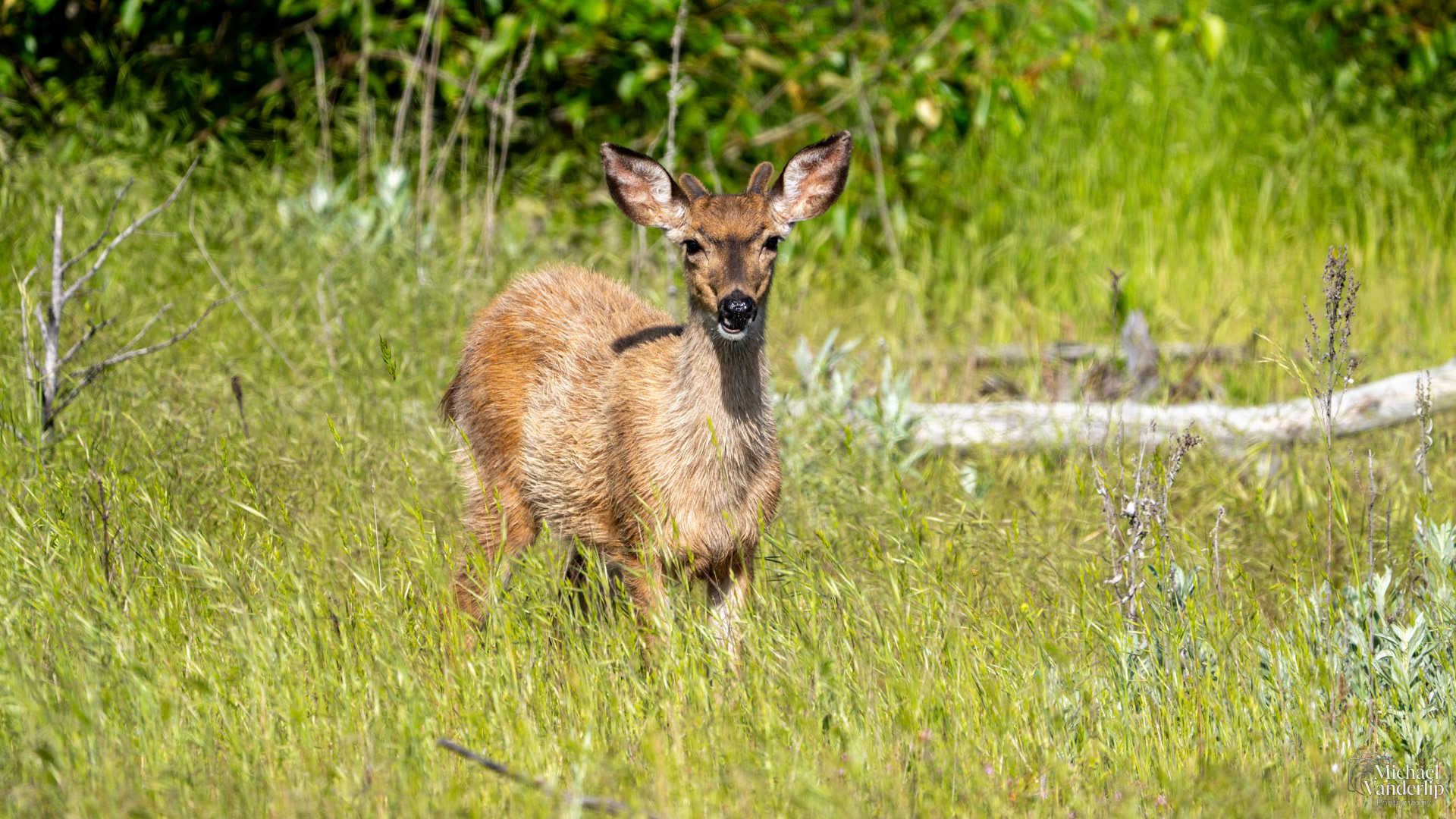Black Tail Deer along the Bear Creek Greenway near Talent, Oregon.