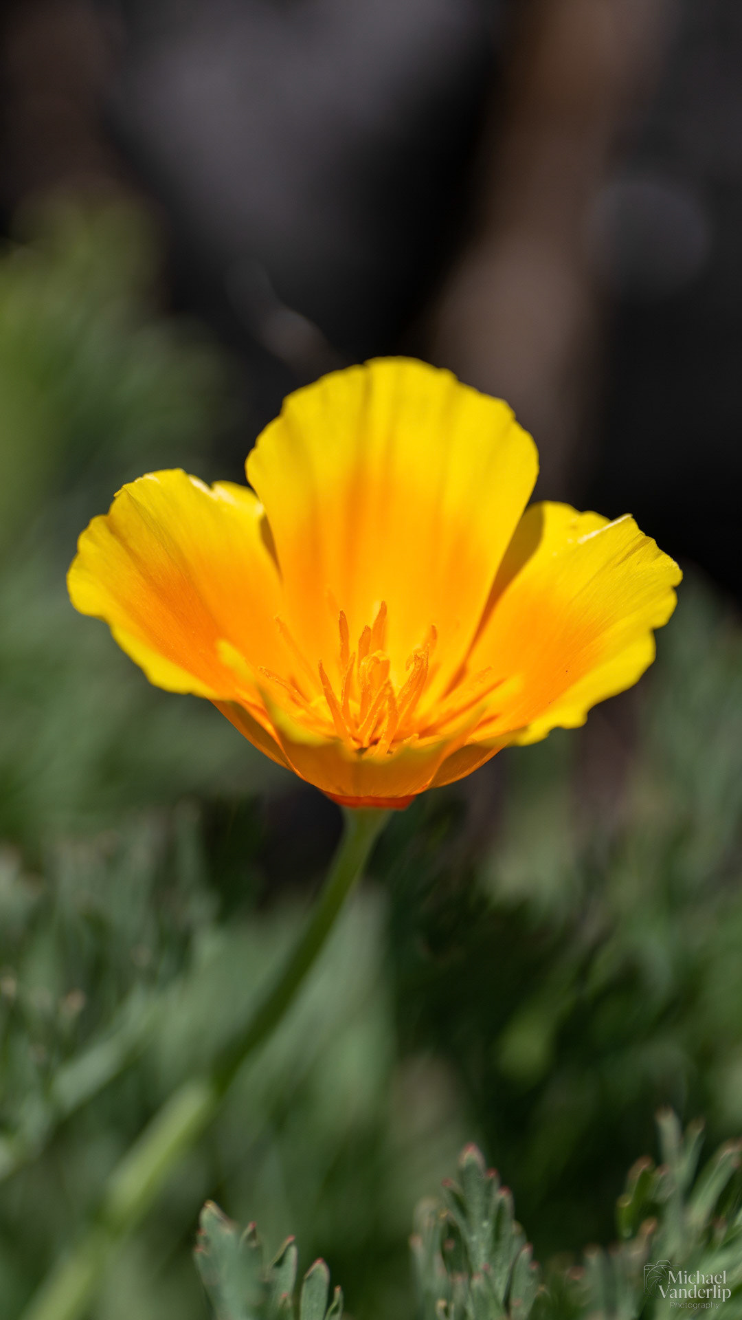 California Poppy along the Bear Creek Greenway near Talent, Oregon.