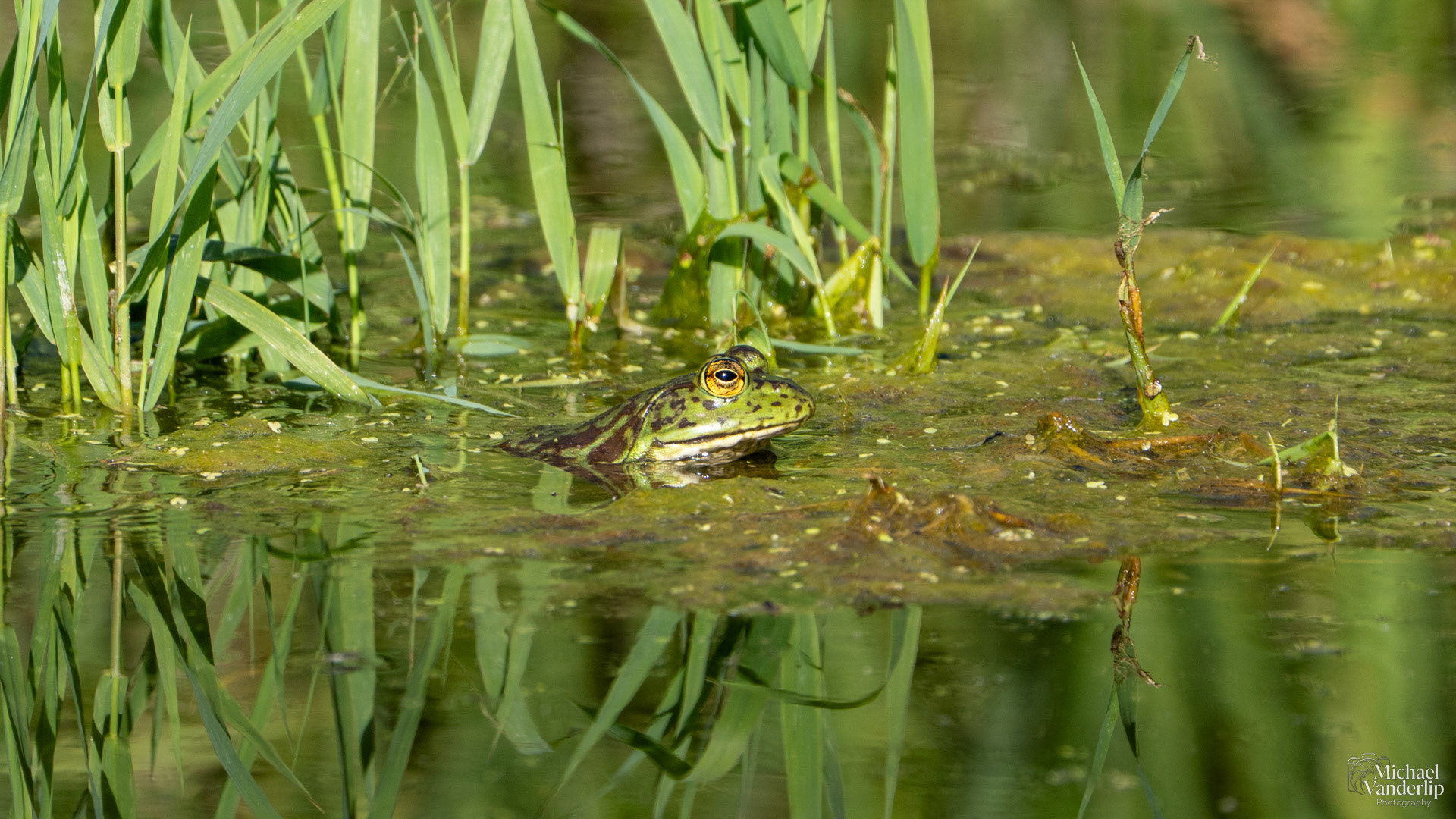 American Bullfrog along the Bear Creek Greenway near Talent, Oregon.
