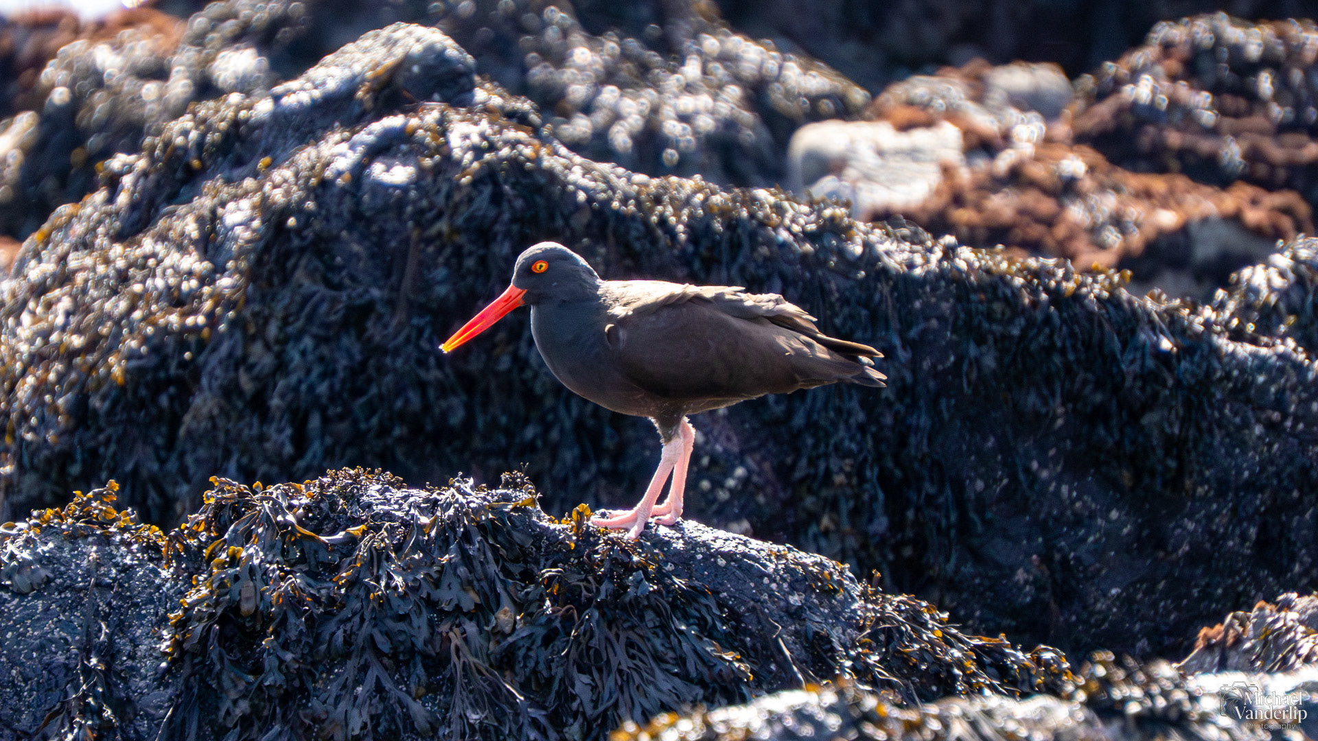 Black Oystercatcher on Harris Beach, Brookings, Oregon.
