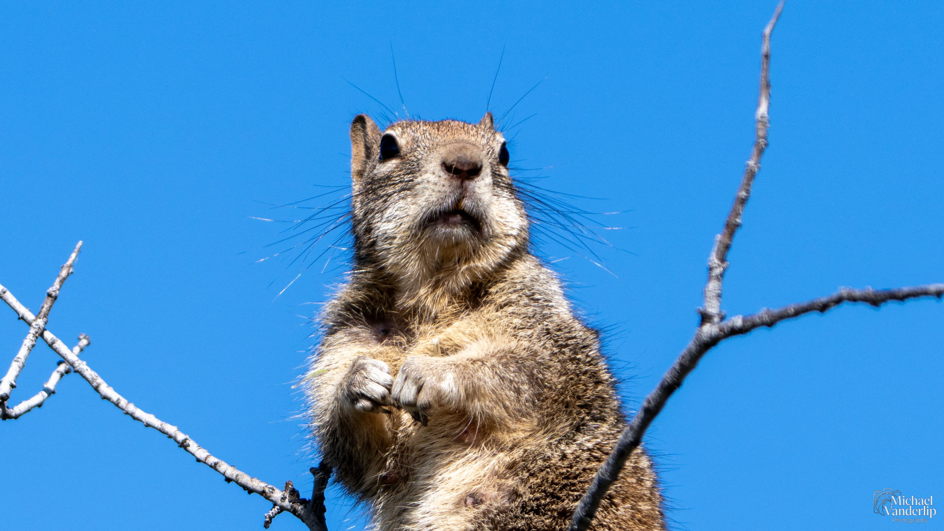 California Ground Squirrel on Lower Table Rock, Central Point, Oregon.