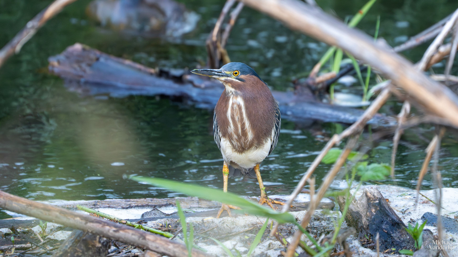 Green Heron along the Bear Creek Greenway near Talent, Oregon.