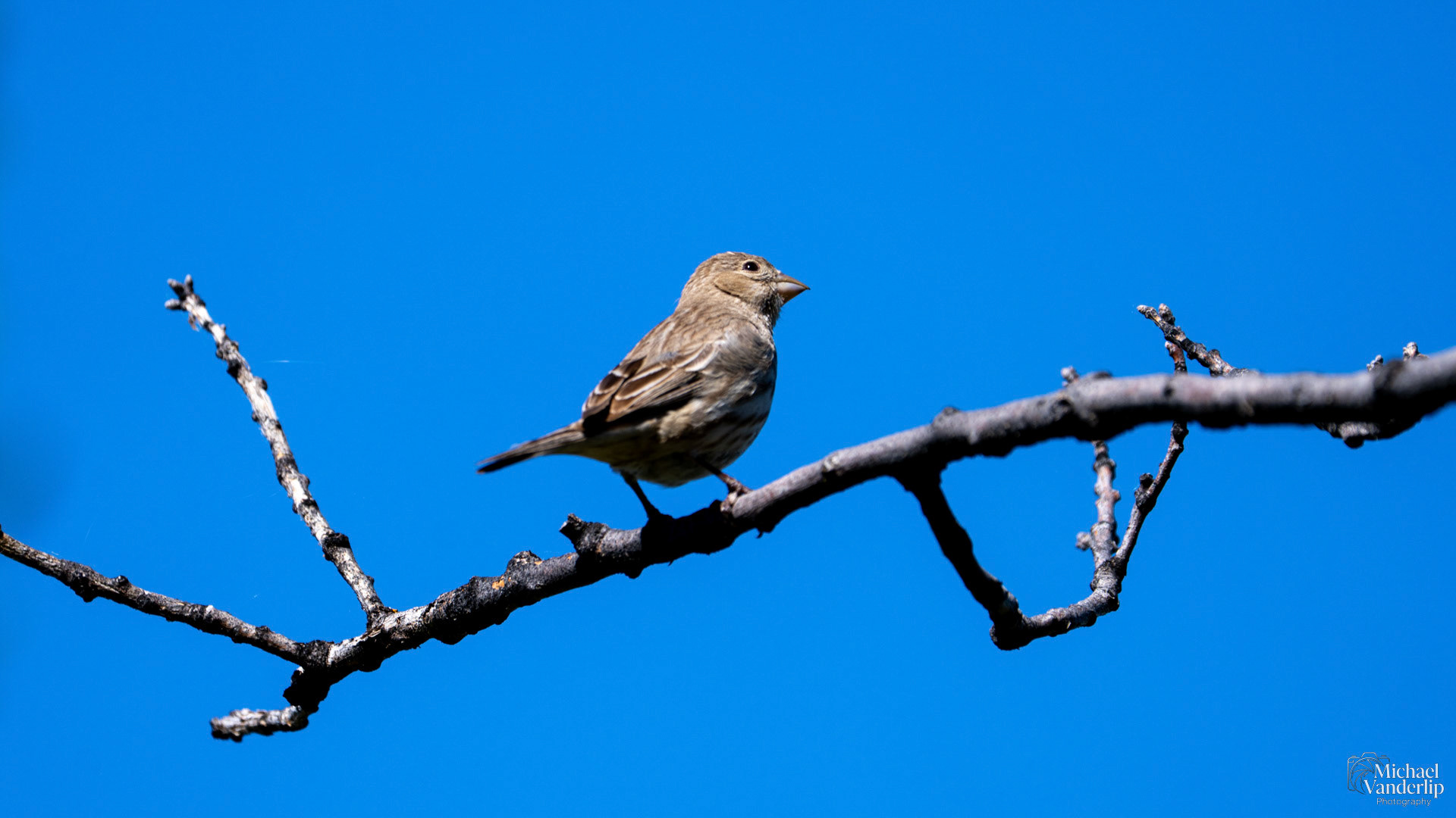 House Finch along the Roxy Ann Trail, Medford, Oregon.