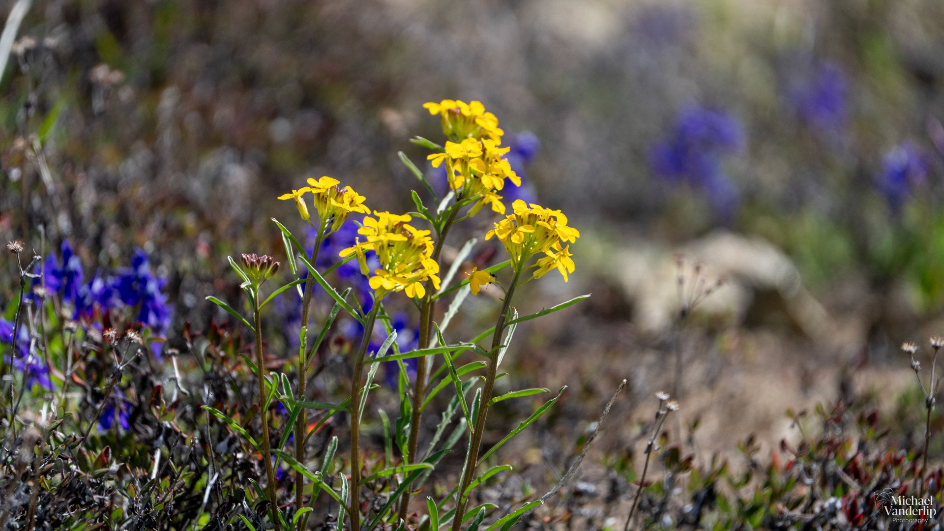 Western Wallflower along the Pacific Crest Trail near Mt. Ashland, Oregon.