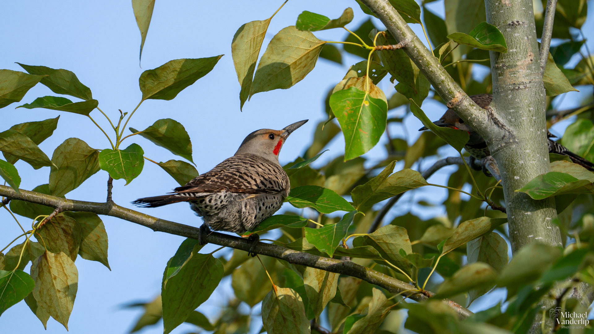 Northern Flicker along the Bear Creek Greenway near Talent, Oregon.