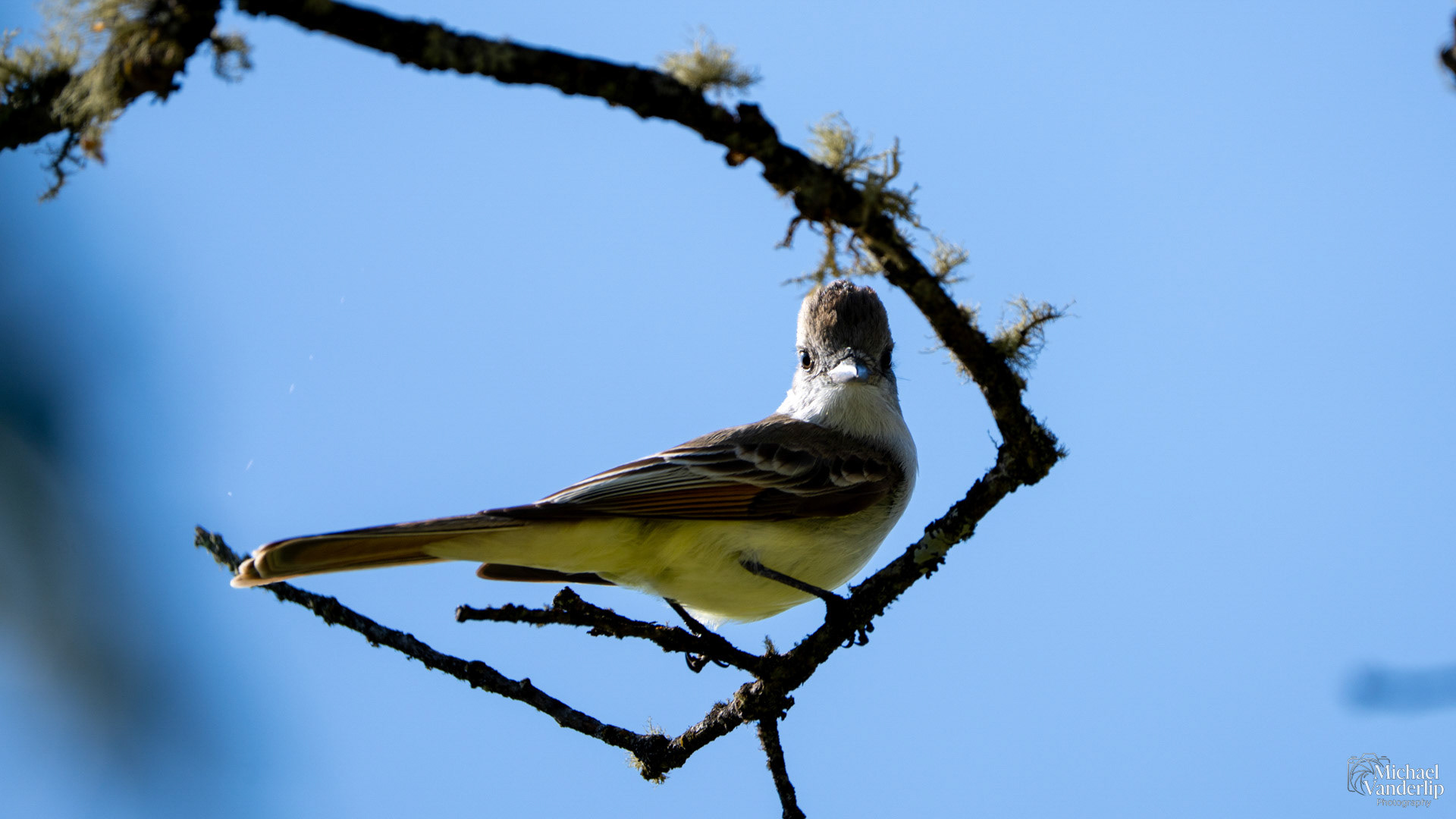 Ash Throated Flycatcher on Lower Table Rock, Central Point, Oregon.
