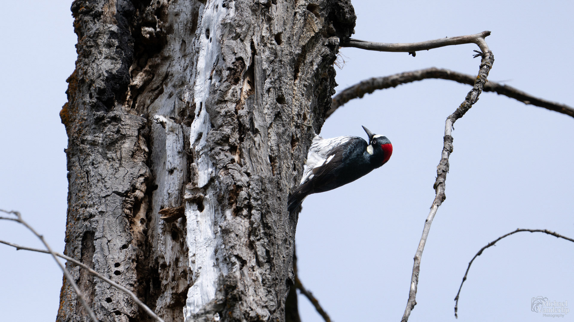 Acorn Woodpecker along the Bear Creek Greenway near Talent, Oregon.