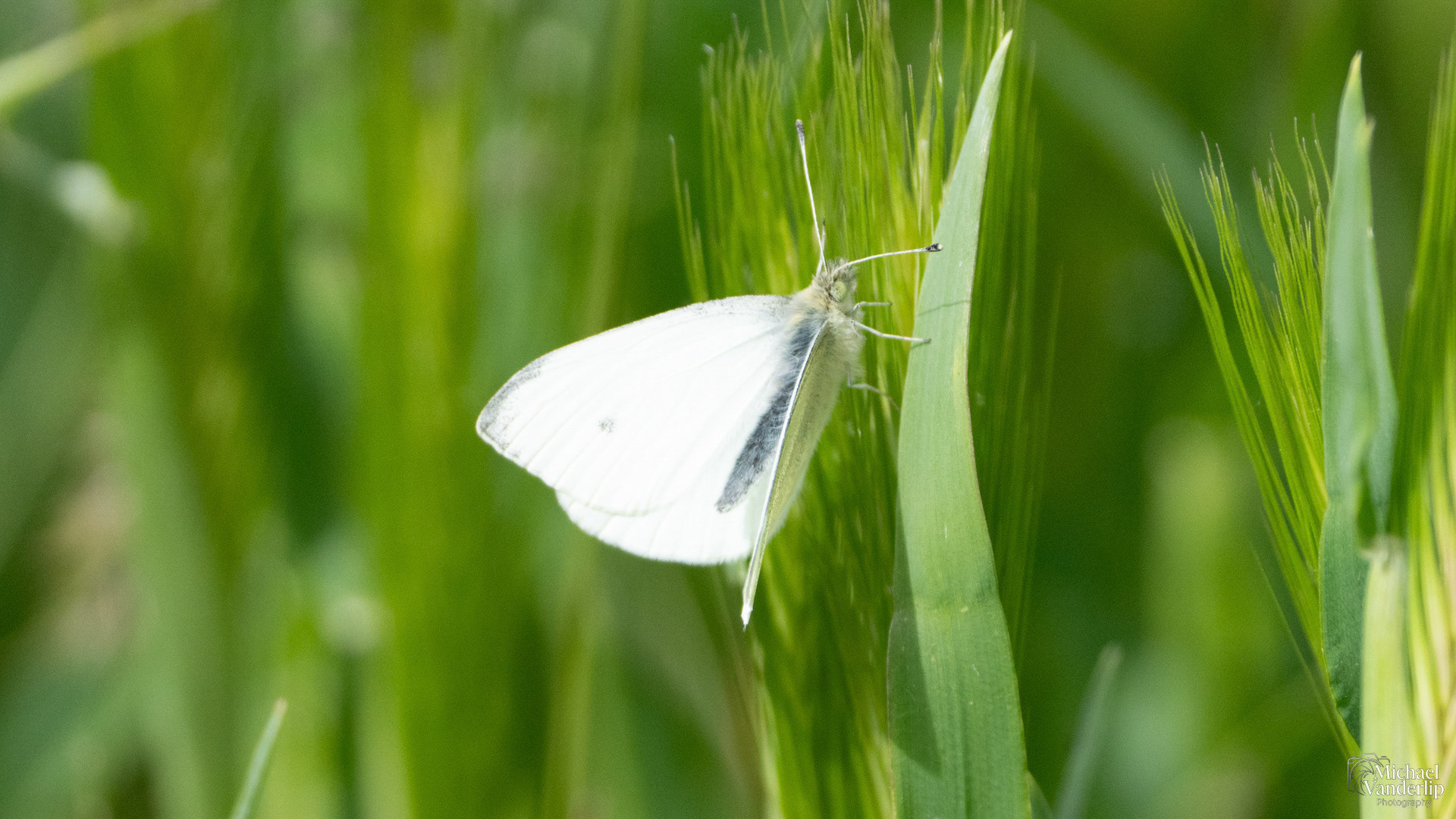 Cabbage White Butterfly along the Bear Creek Greenway near Talent, Oregon.