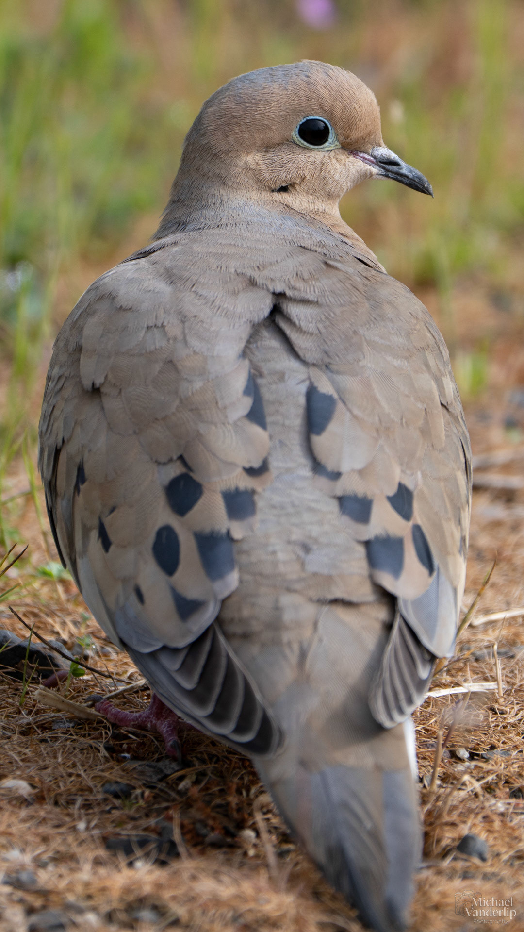 Mourning Dove along the Bear Creek Greenway near Talent, Oregon.