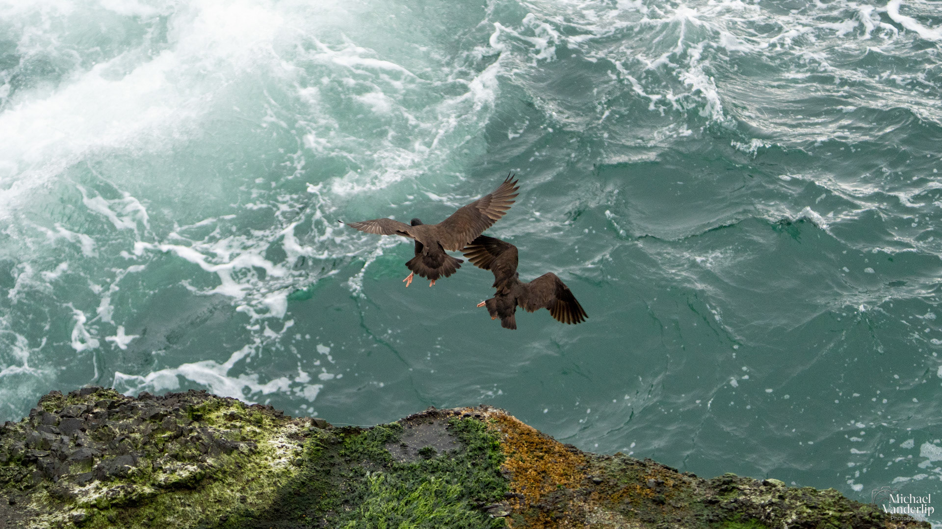 Black Oystercatcher on the coast, Depoe Bay, Oregon.