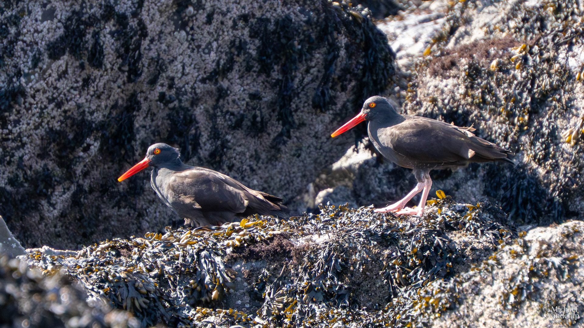Black Oystercatcher on Harris Beach, Brookings, Oregon.