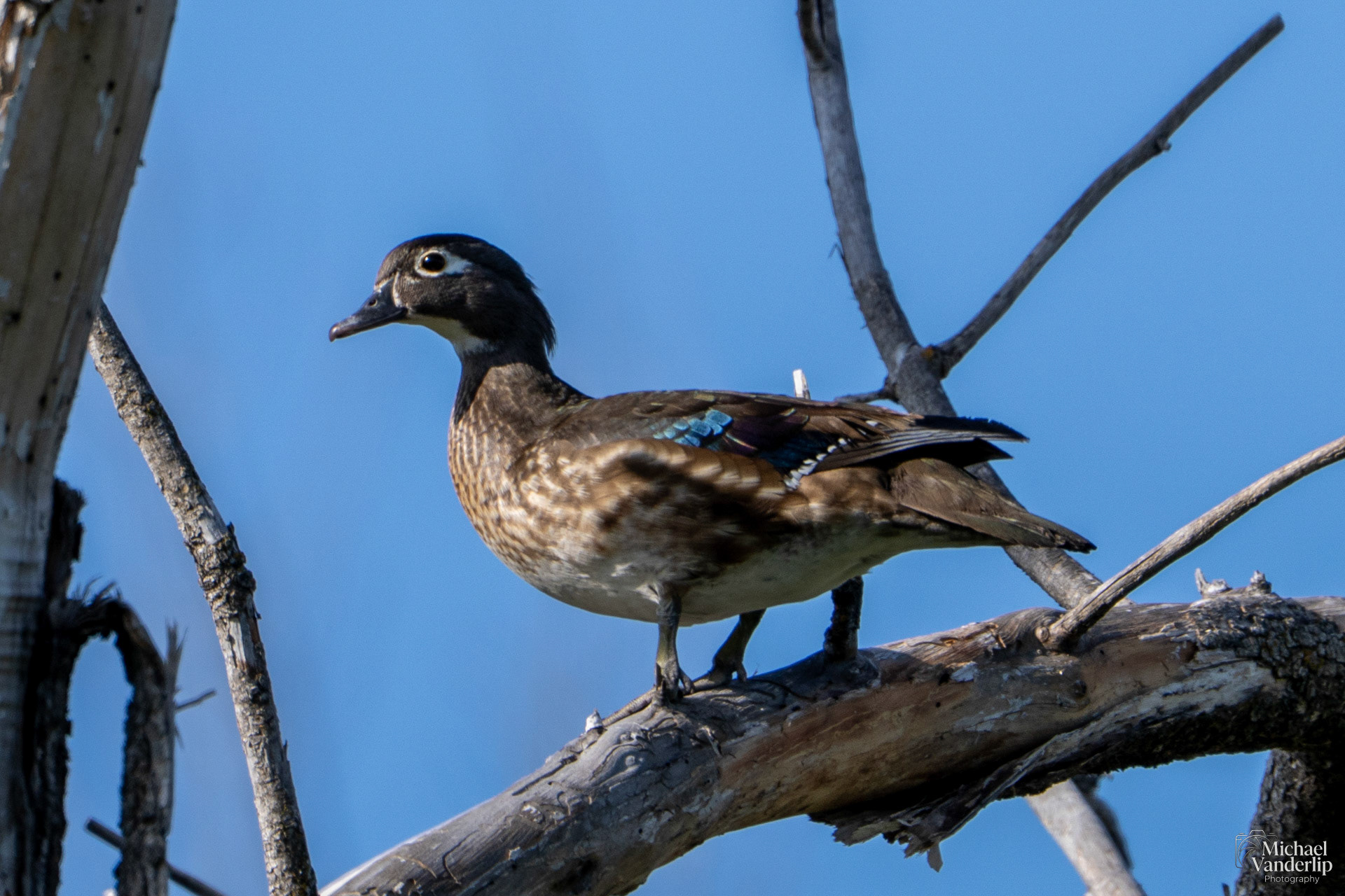 Wood Duck along the Bear Creek Greenway near Talent, Oregon.