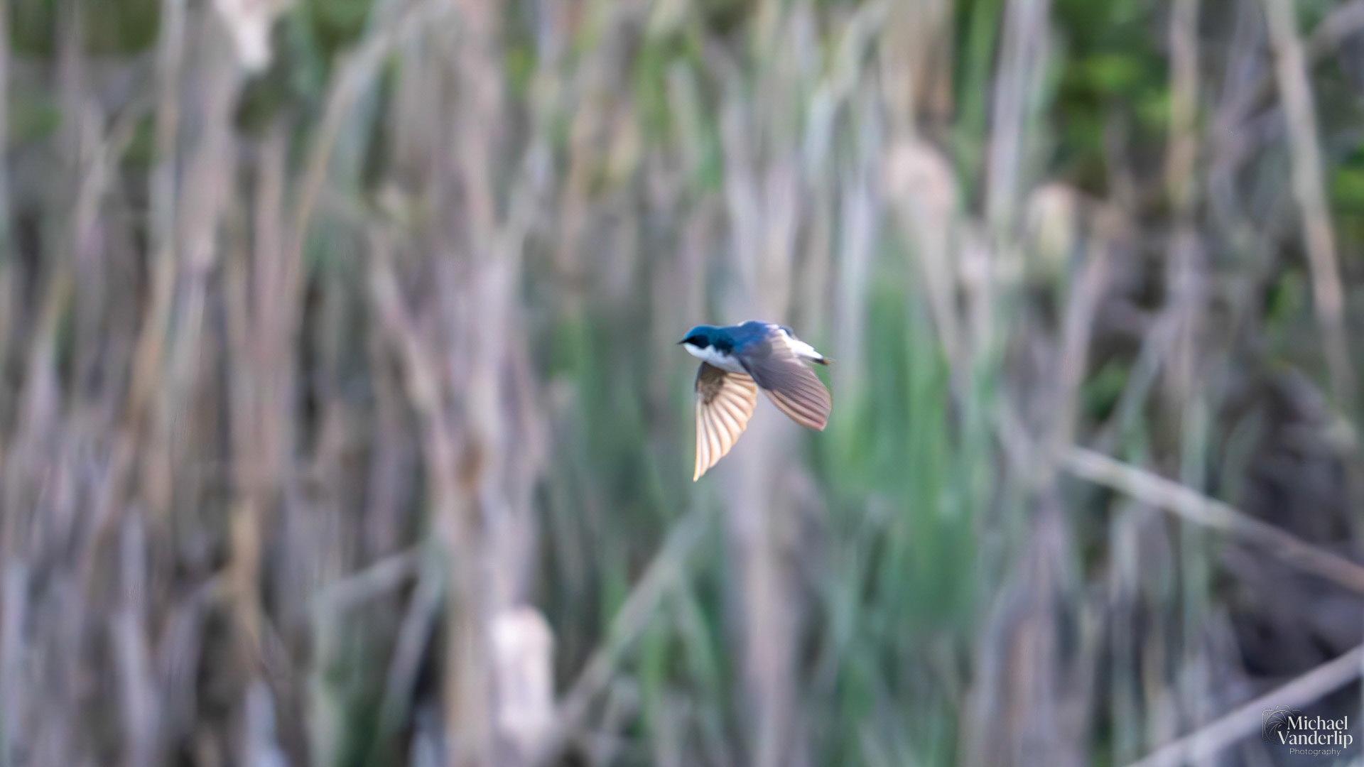 Tree Swallow along the Bear Creek Greenway near Talent, Oregon.