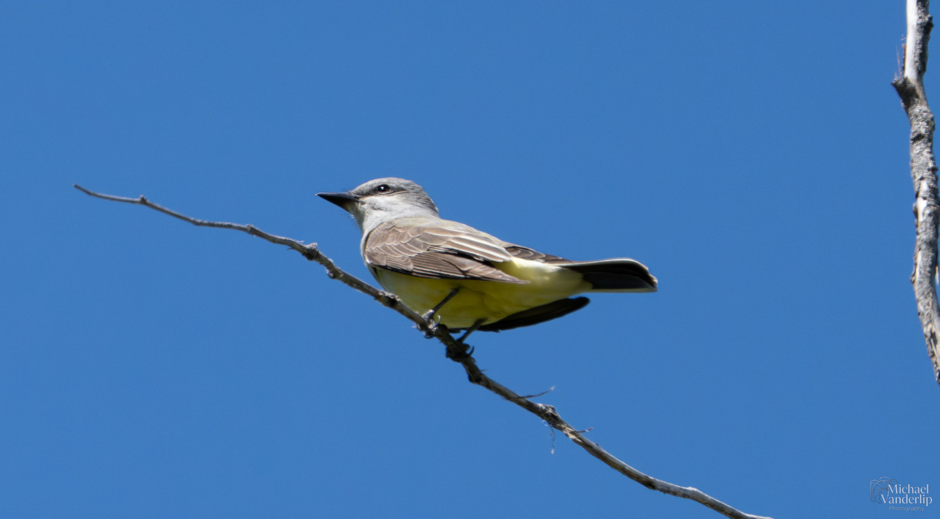 Western Kingbird along the Bear Creek Greenway near Talent, Oregon.