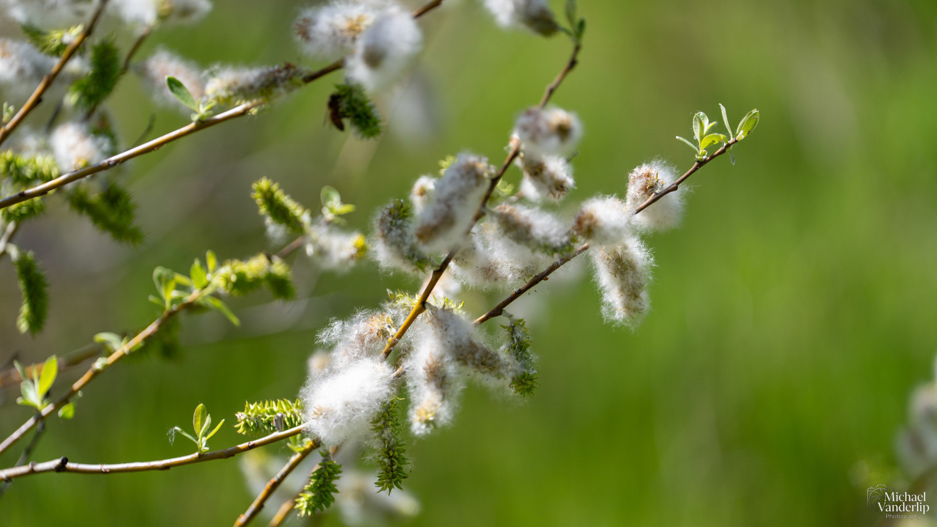 Pussy Willow along the Bear Creek Greenway near Talent, Oregon.