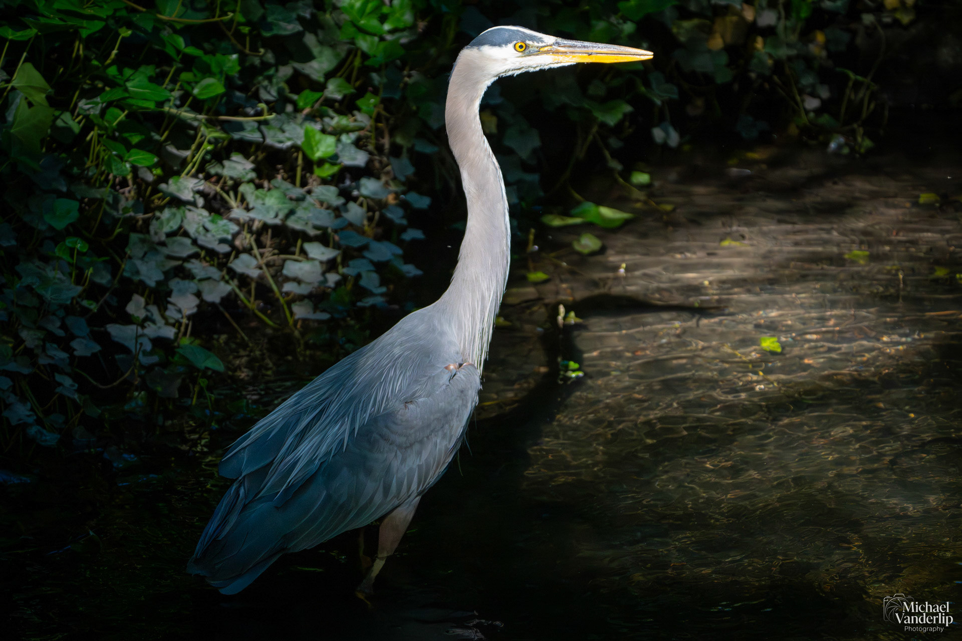 Great Blue Heron in Lithia Park, Ashland, Oregon.
