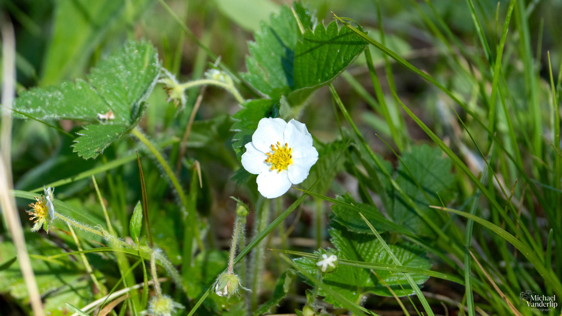 Wild Strawberry Flower along the Wagner Butte Trail near Talent, Oregon.