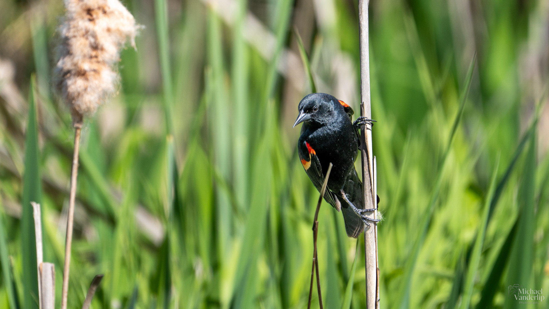 Red Winged Black Bird along the Bear Creek Greenway near Talent, Oregon.