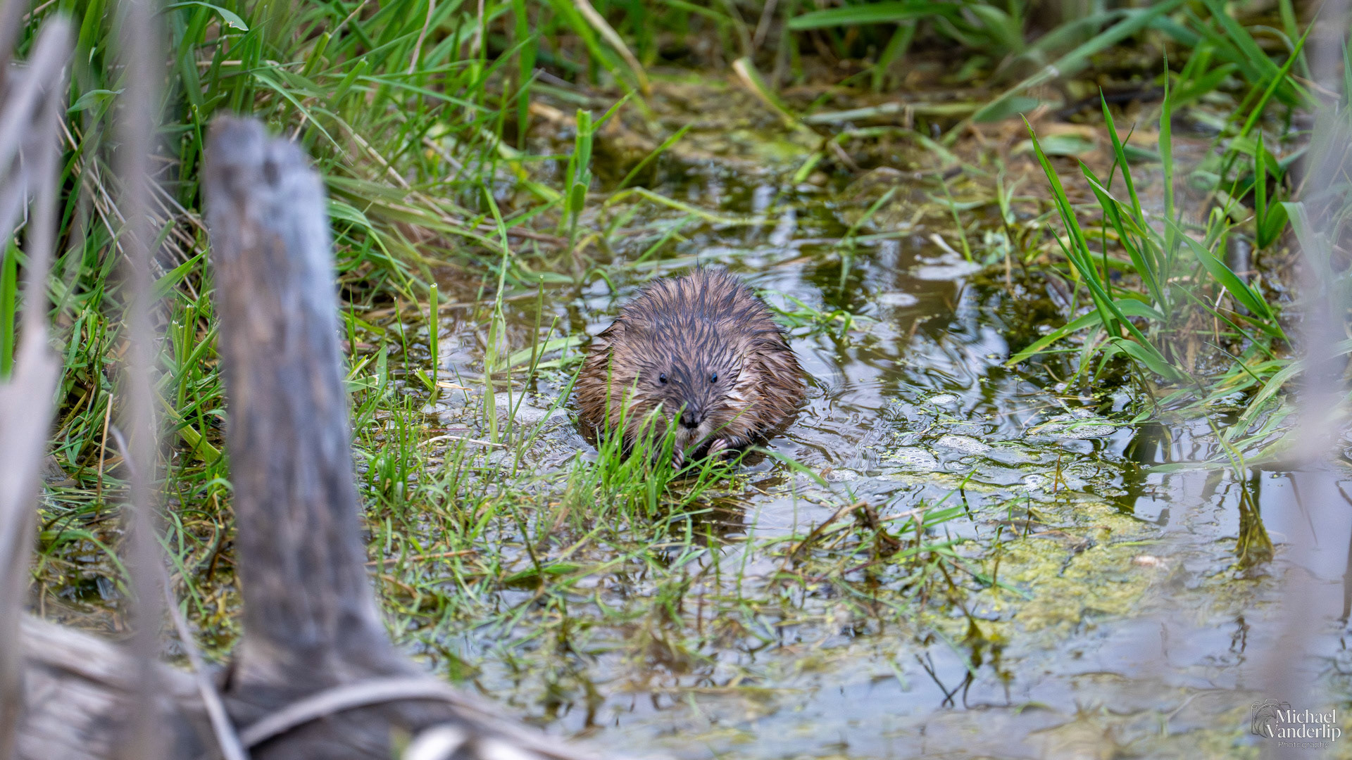 Muskrat along the Bear Creek Greenway near Talent, Oregon.