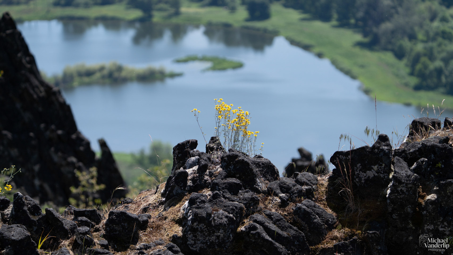 Tansy Ragwort on Lower Table Rock, Central Point, Oregon.