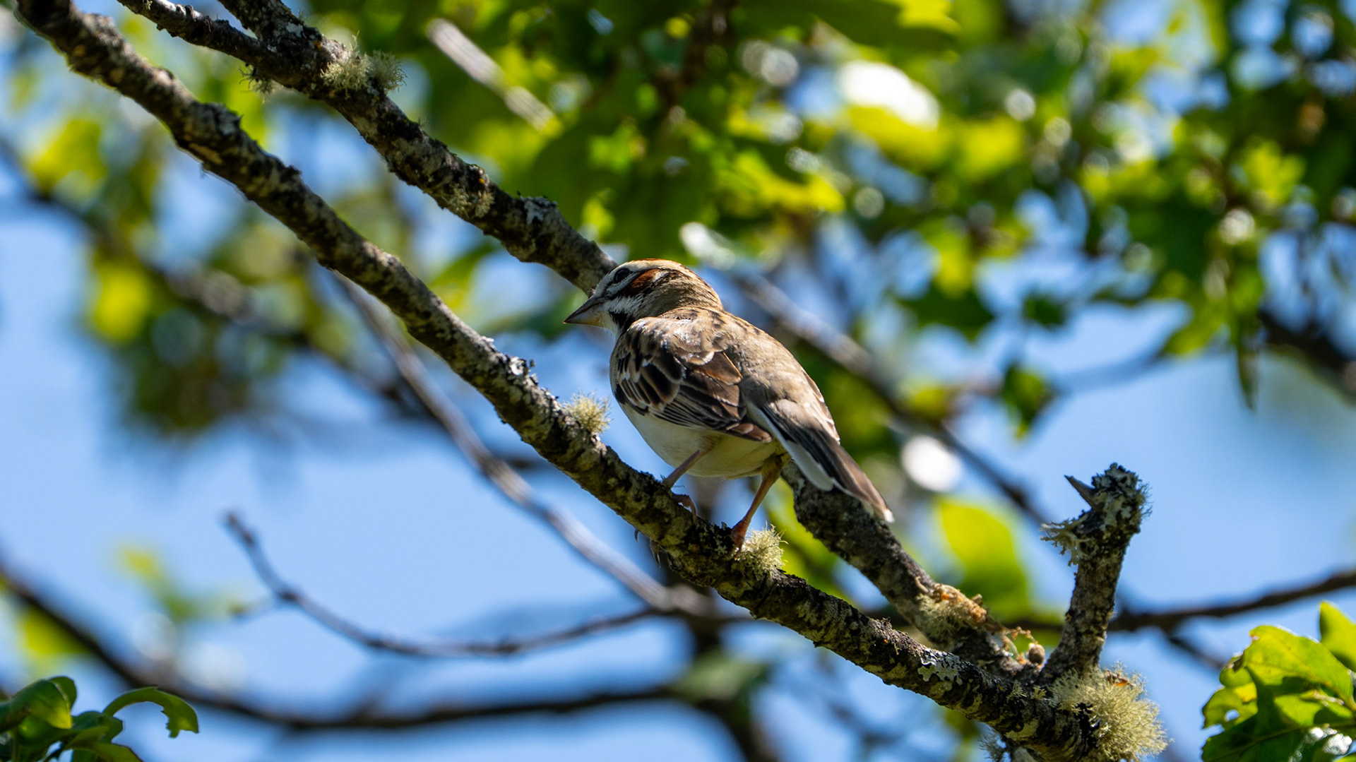 Lark Sparrow on Lower Table Rock, Central Point, Oregon.
