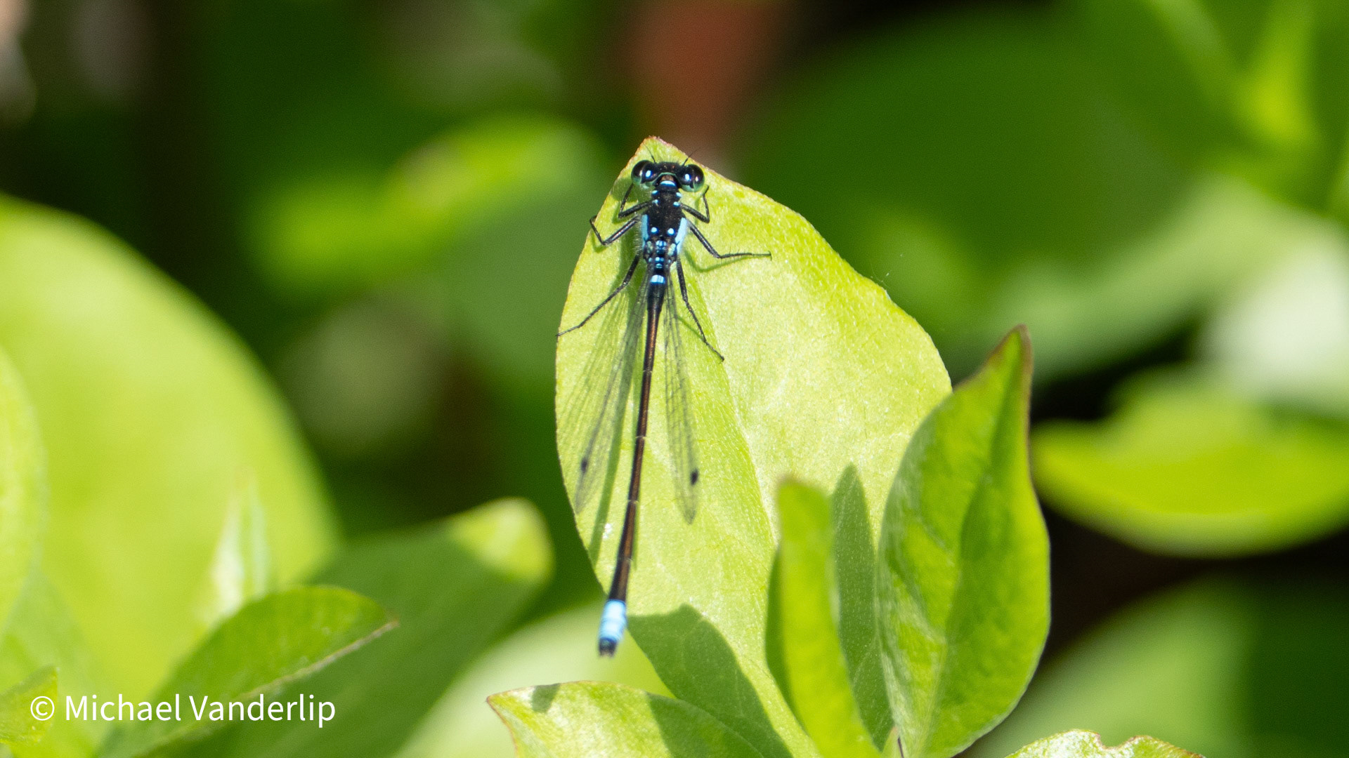 Pacific Forktail Damselfly along the Bear Creek Greenway near Talent, Oregon.