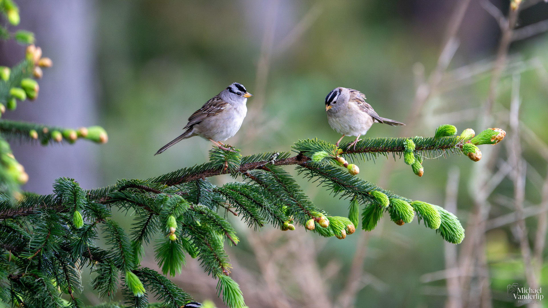 White-Crowned Sparrow along the coast near Lincoln CIty, Oregon.