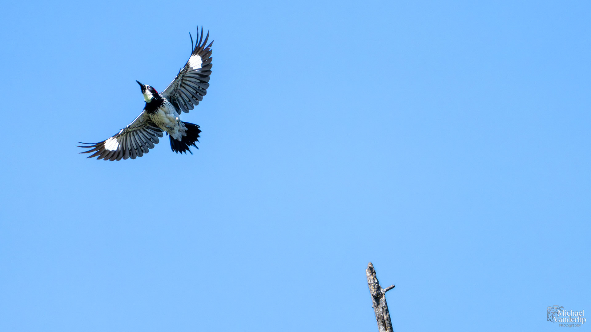 Acorn Woodpecker along the Roxy Ann Trail, Medford, Oregon.