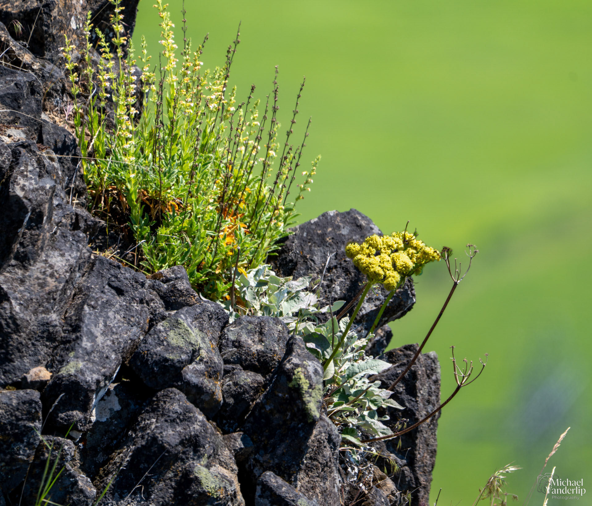 Tansy Ragwort on Lower Table Rock, Central Point, Oregon.