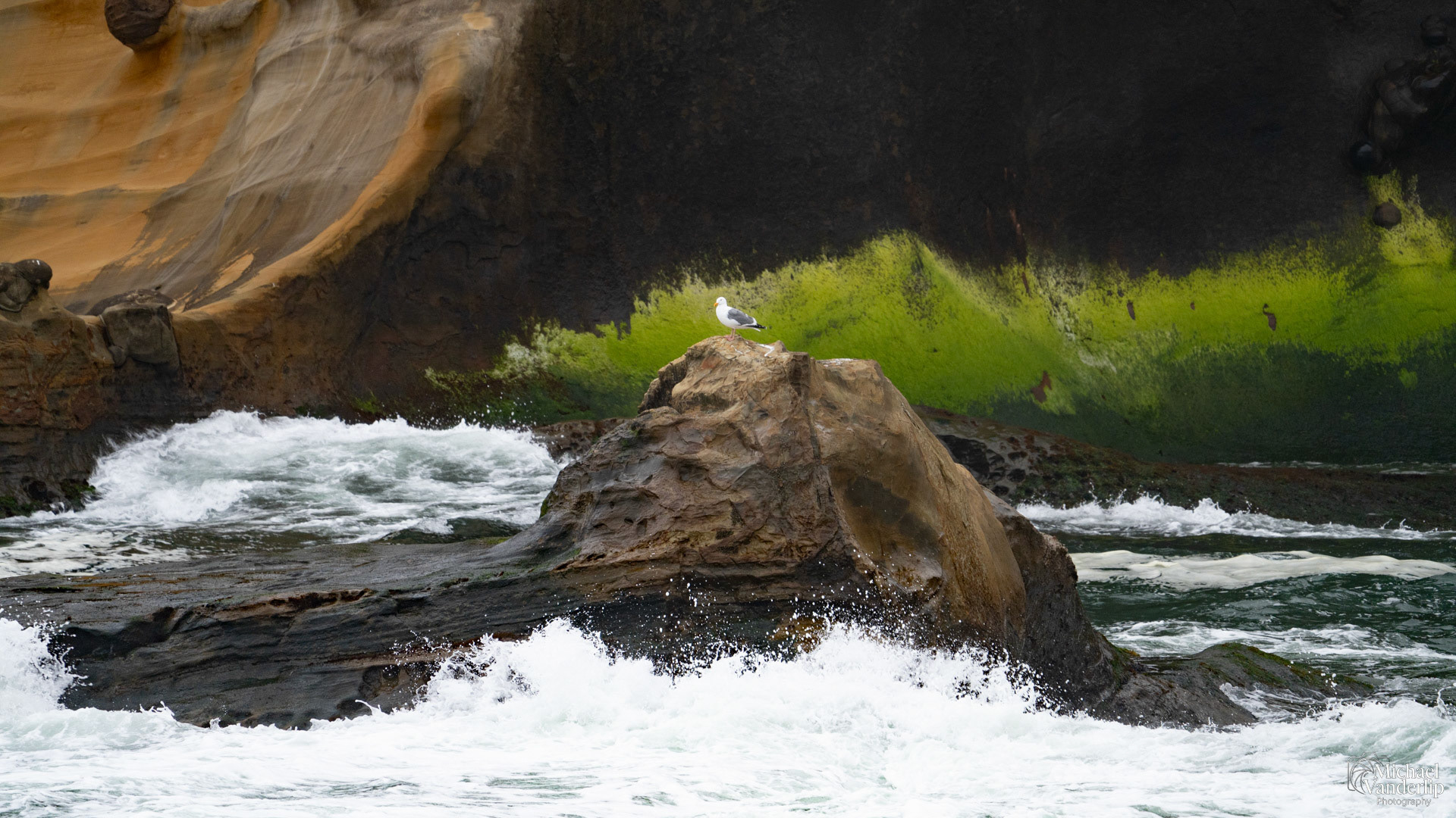 Seagull on the coast, Depoe Bay, Oregon.
