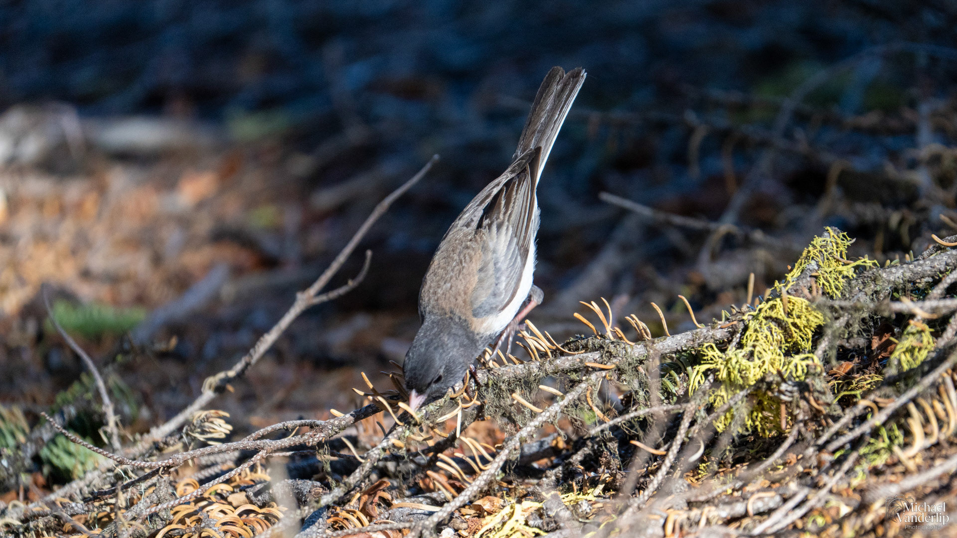 Dark-Eyed Junco along the Pacific Crest Trail near Mt. Ashland, Oregon.