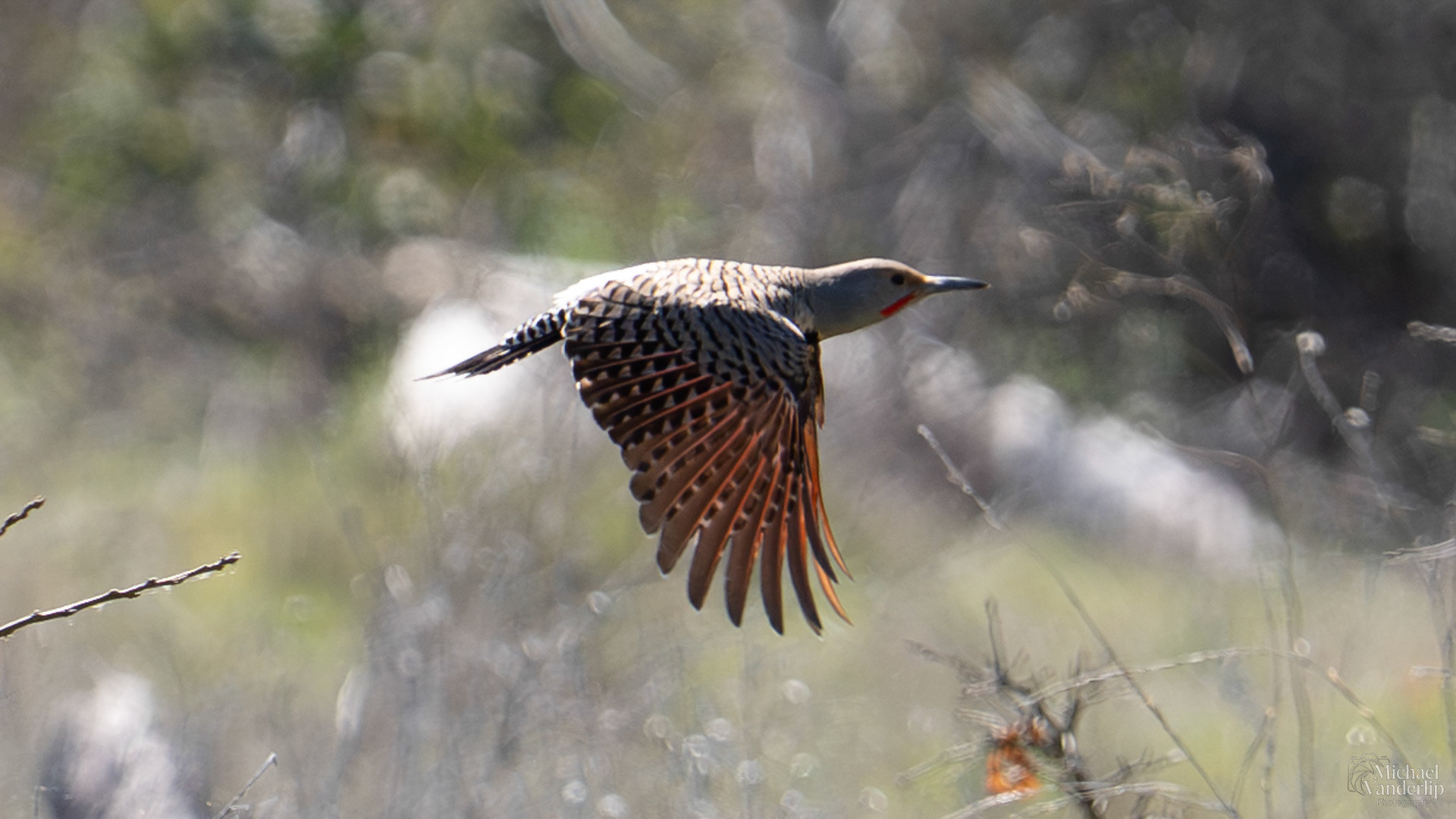 Northern Flicker along the Bear Creek Greenway near Talent, Oregon.