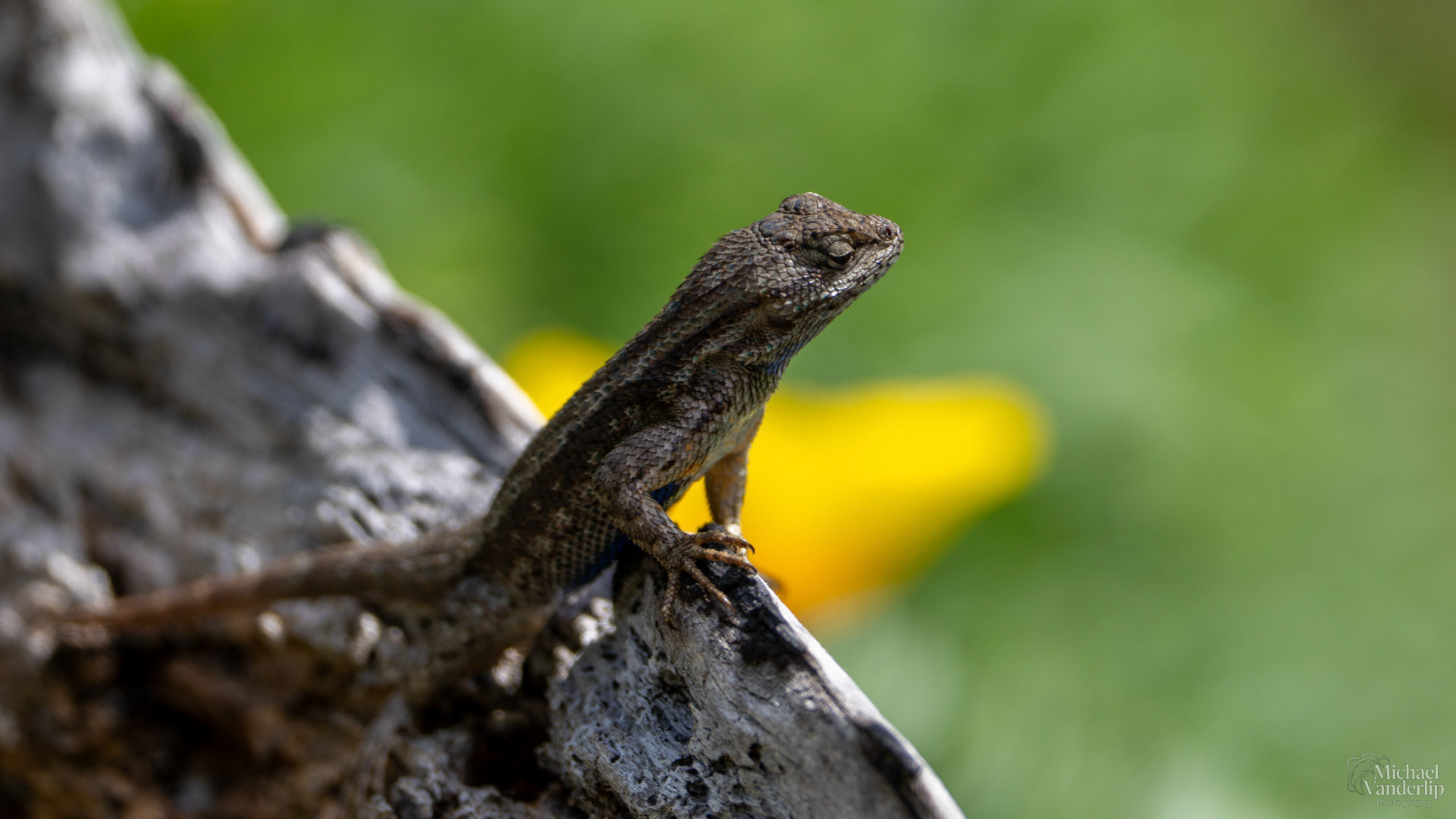 Western Fence Lizard along the Bear Creek Greenway near Talent, Oregon.
