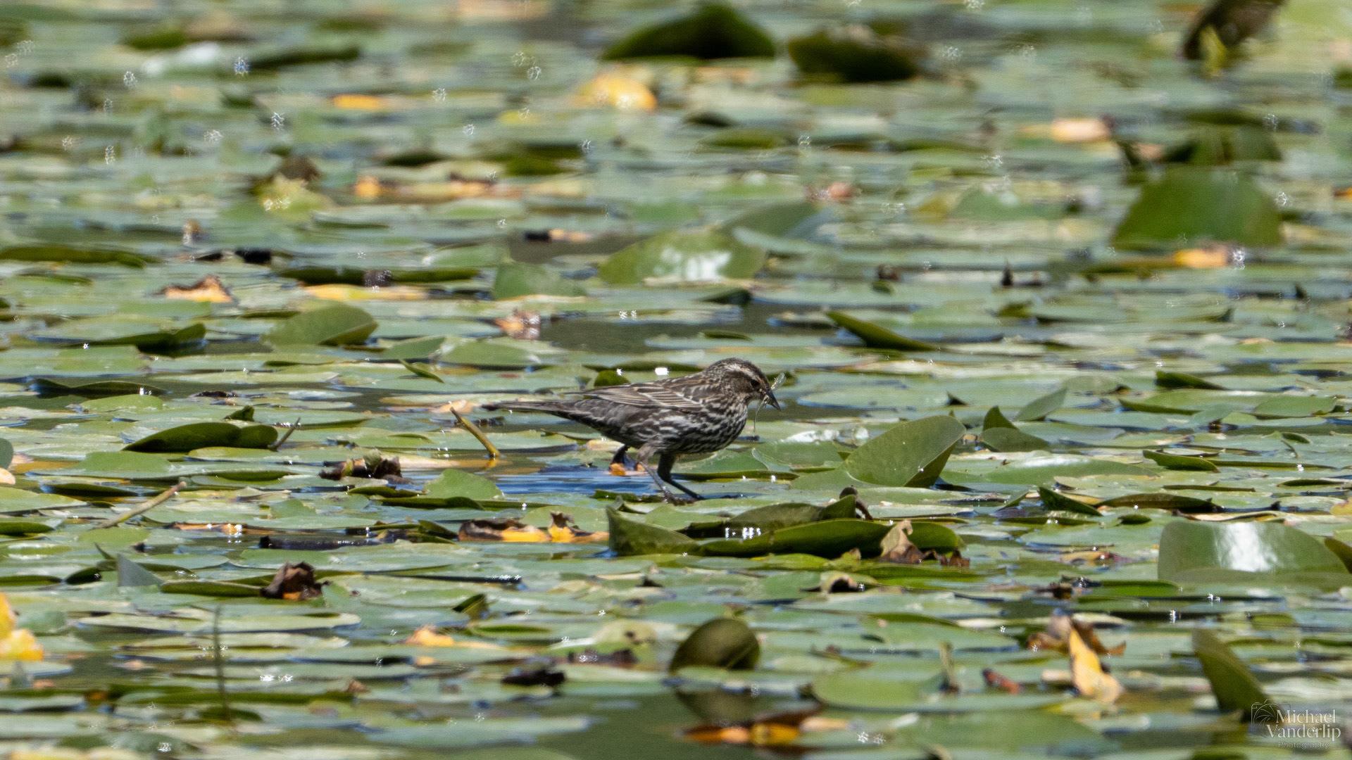 Red Winged Black Bird along the Bear Creek Greenway near Talent, Oregon.