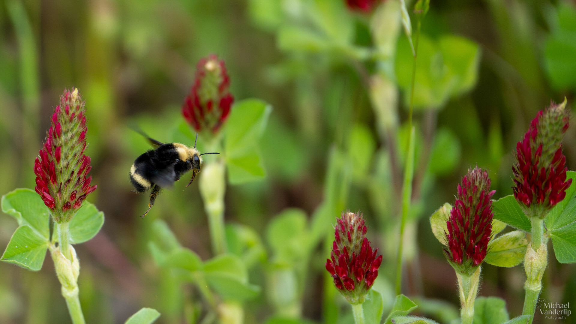 Yellow Faced Bumble Bee and Crimson Clover along Bear Creek Greenway near Talent, Oregon.