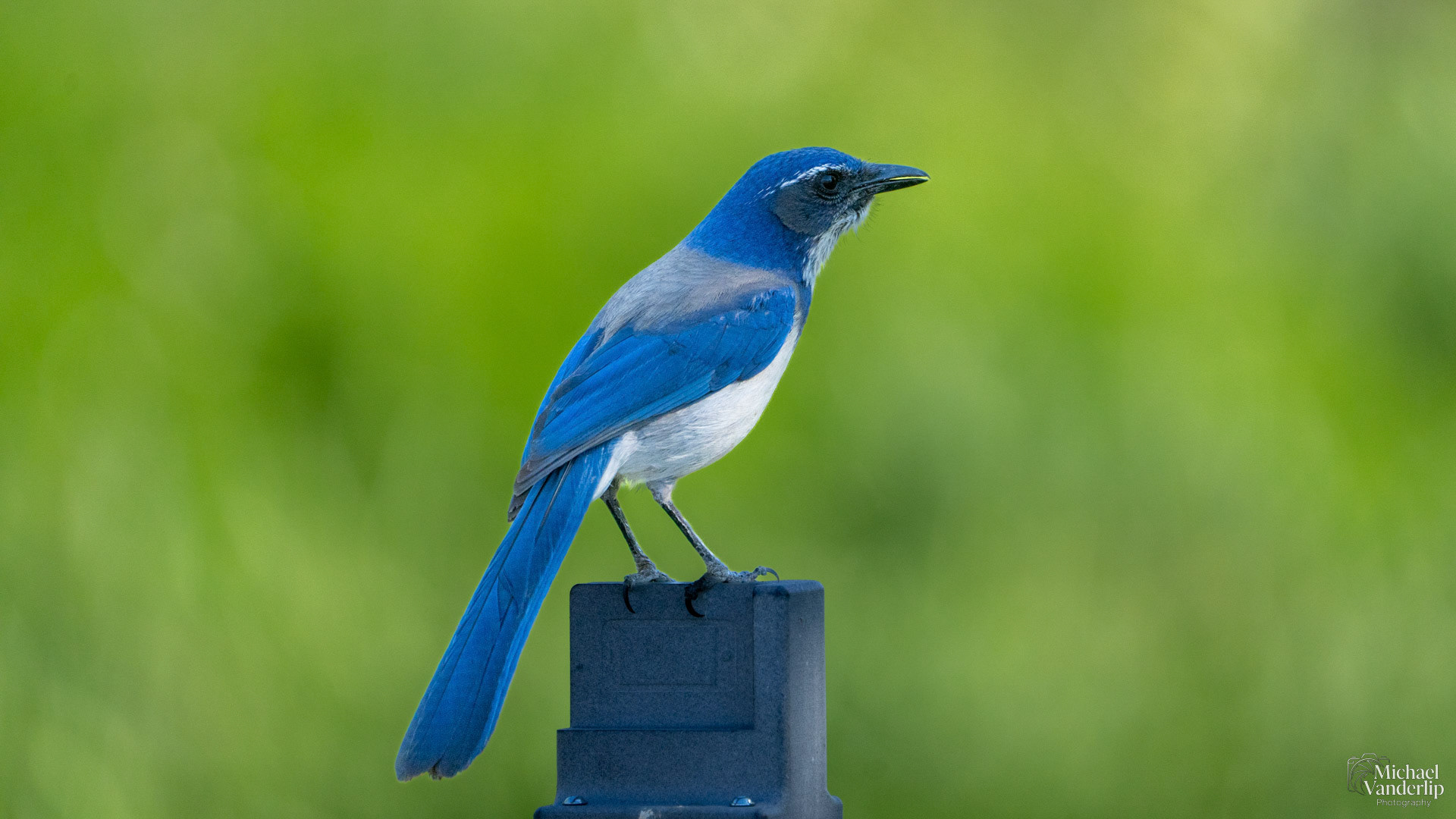 California Scrub Jay along the Bear Creek Greenway near Talent, Oregon.