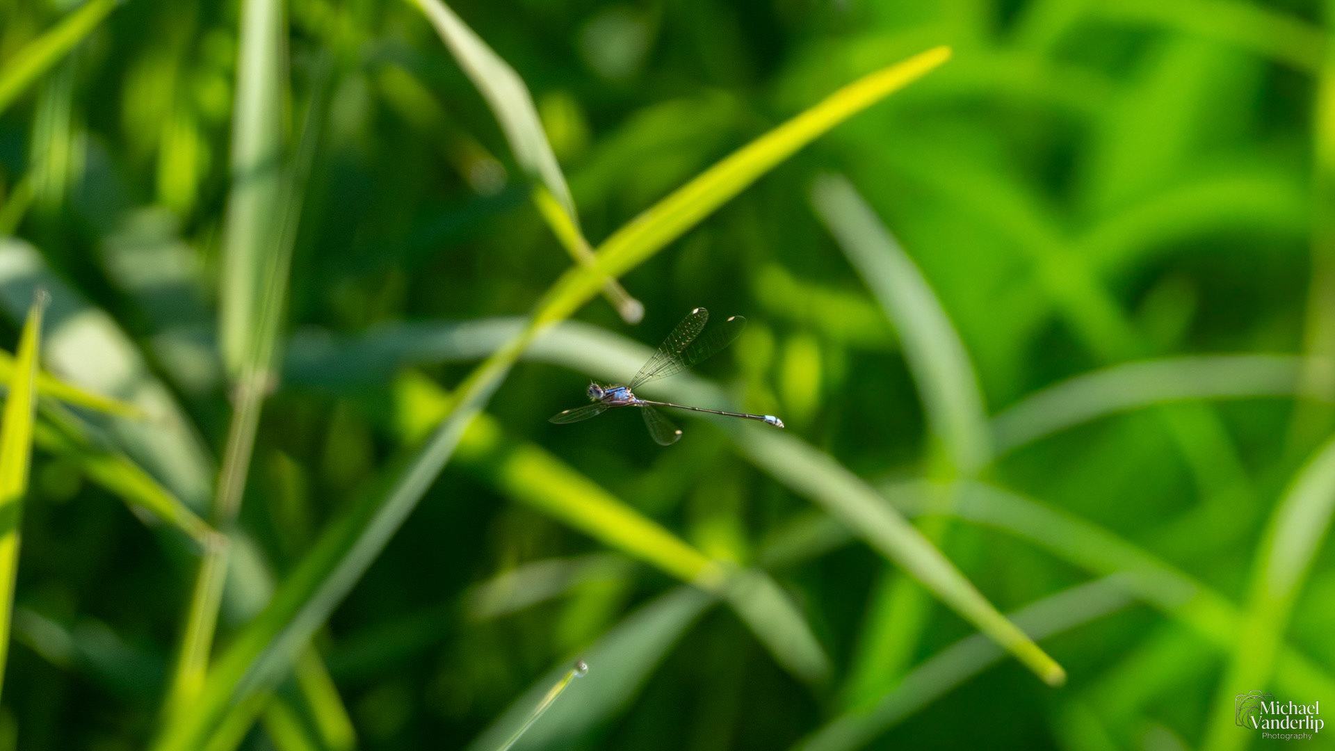 Blue-Eyed Darner Dragonfly along the Bear Creek Greenway near Talent, Oregon.