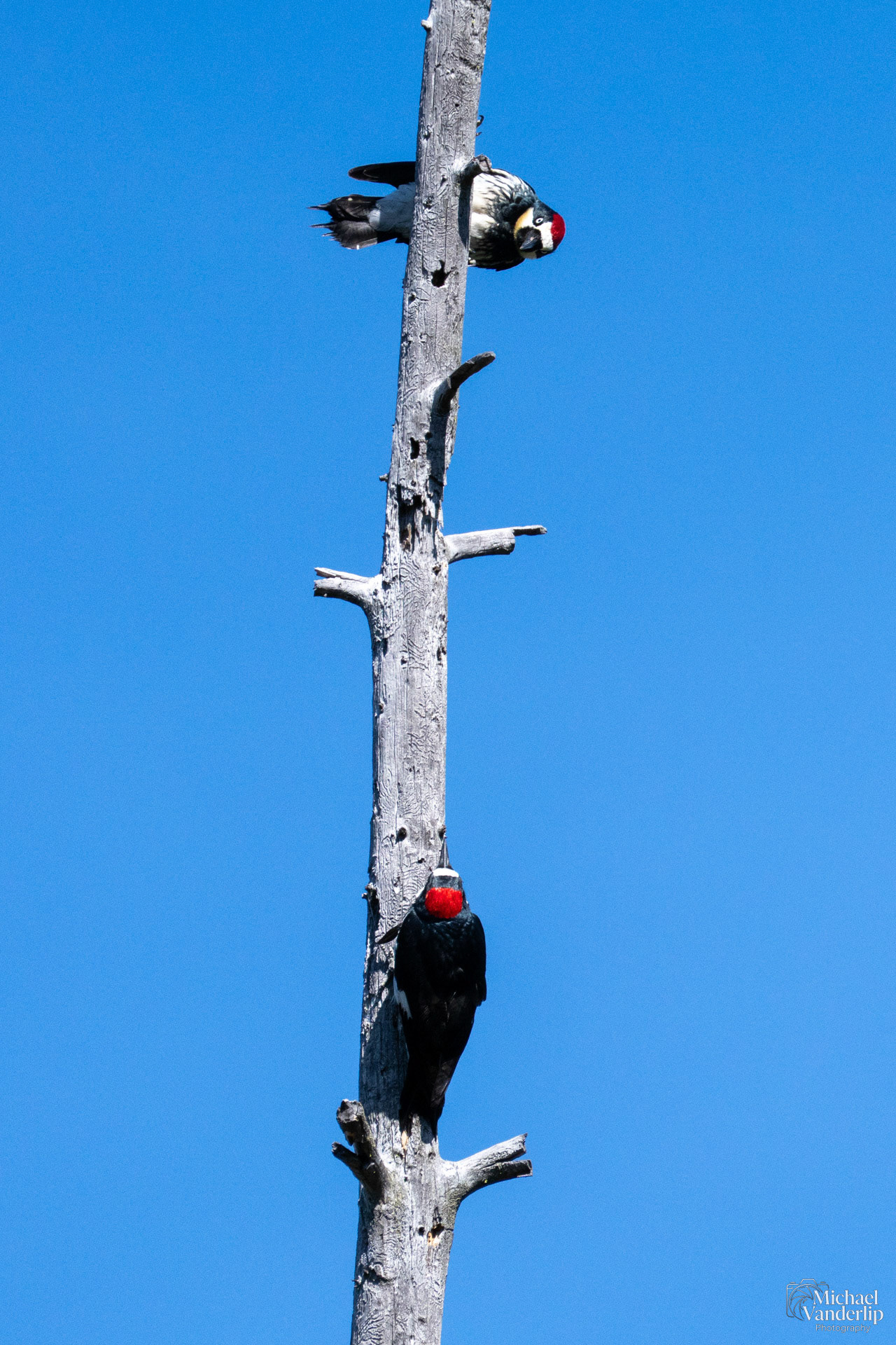 Acorn Woodpecker along the Roxy Ann Trail, Medford, Oregon.