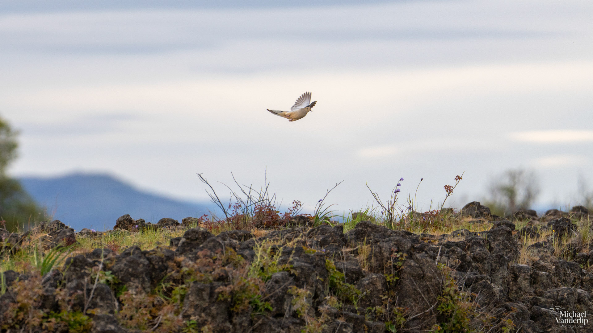 Mourning Dove on Uppder Table Rock, Central Point, Oregon.