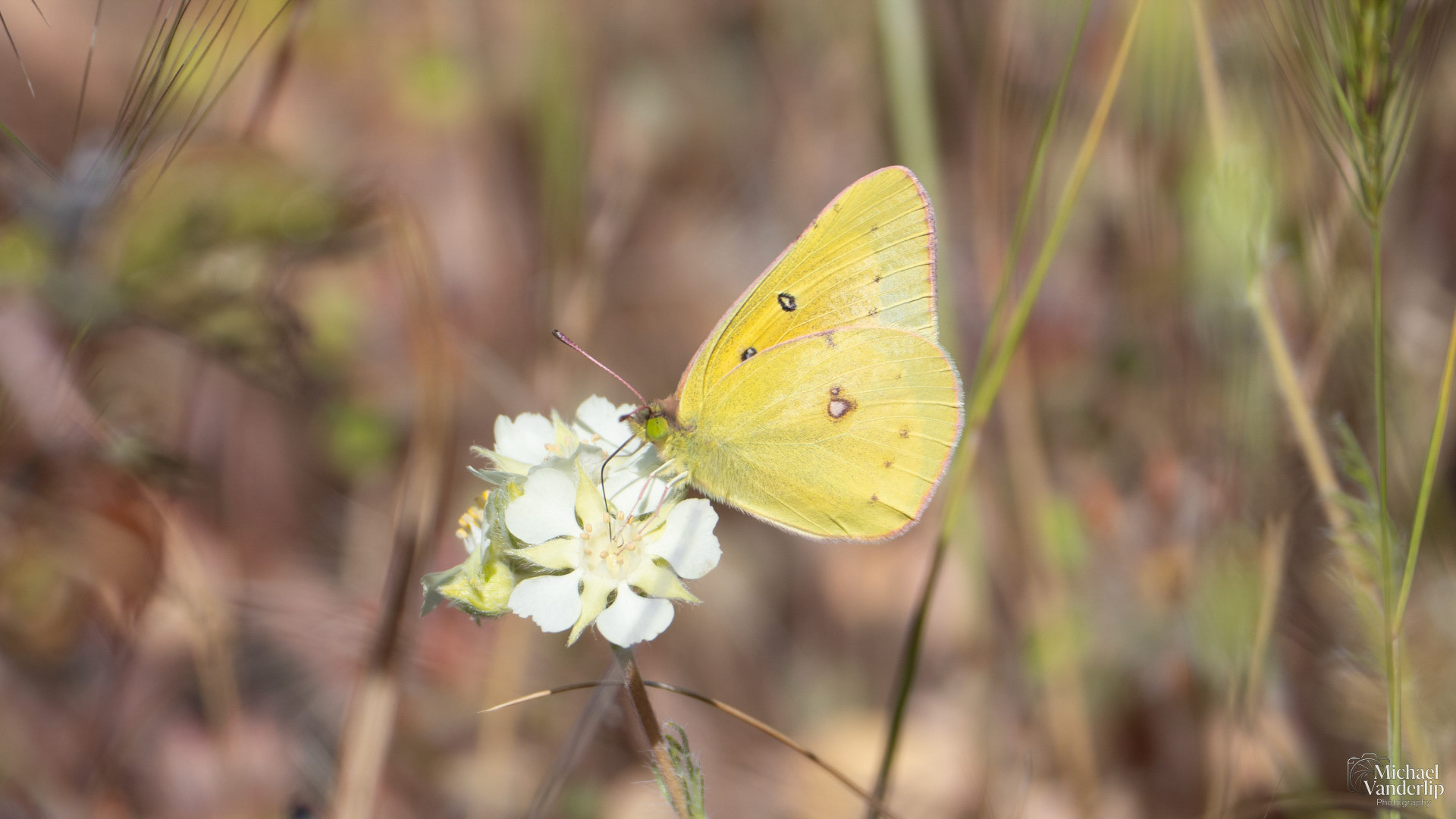 Clouded Sulphur Butterfly along the Roxy Ann Trail, Medford, Oregon.