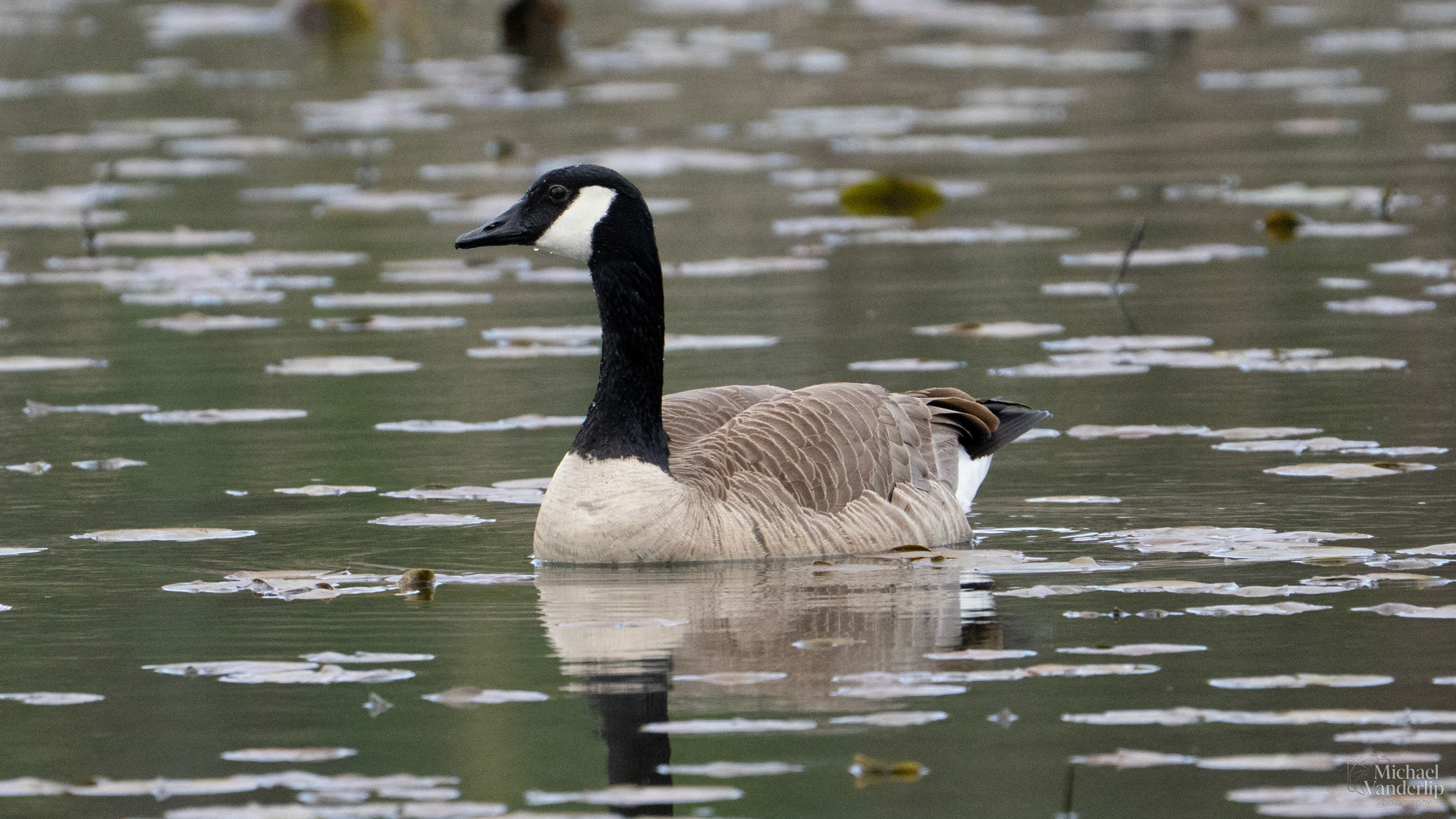 Canada Goose along the Bear Creek Greenway near Talent, Oregon.