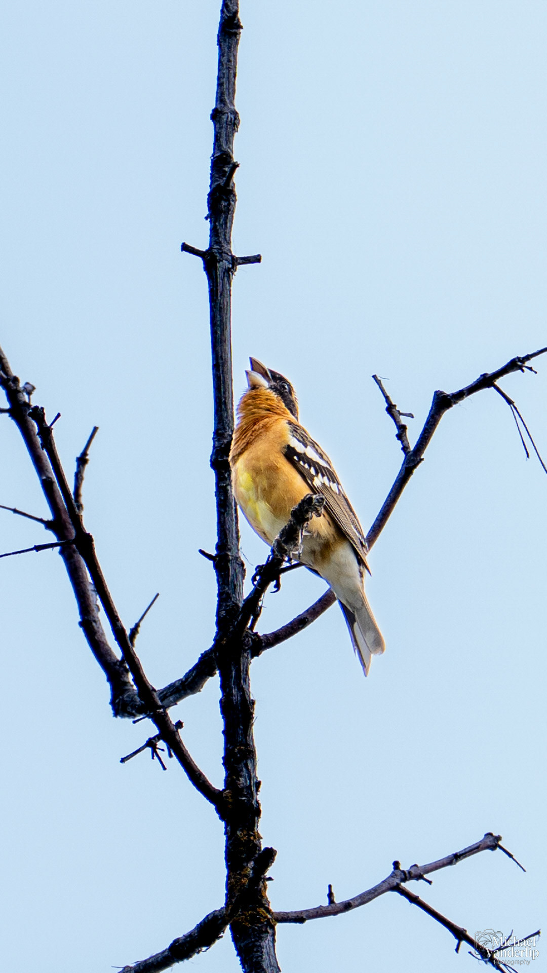 Black Headed Grosbeak along the Bear Creek Greenway near Talent, Oregon.
